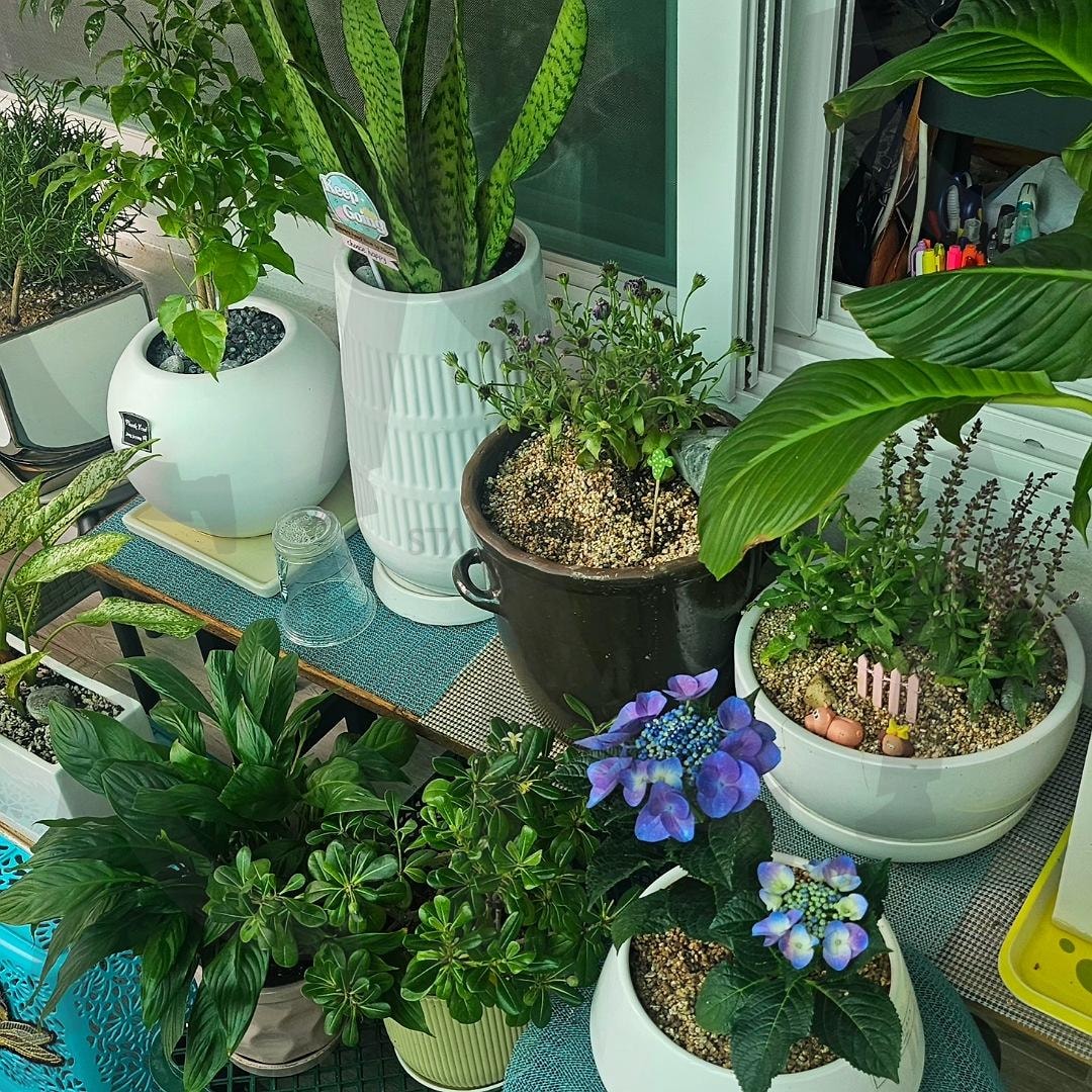 소소한 행복ㅡ식물키우기 | 우리집, 화분, 키우기, 조심조심, 아기다루듯, 소소한행복 | 스탠바이 STANDBUY 디지털 콘텐츠