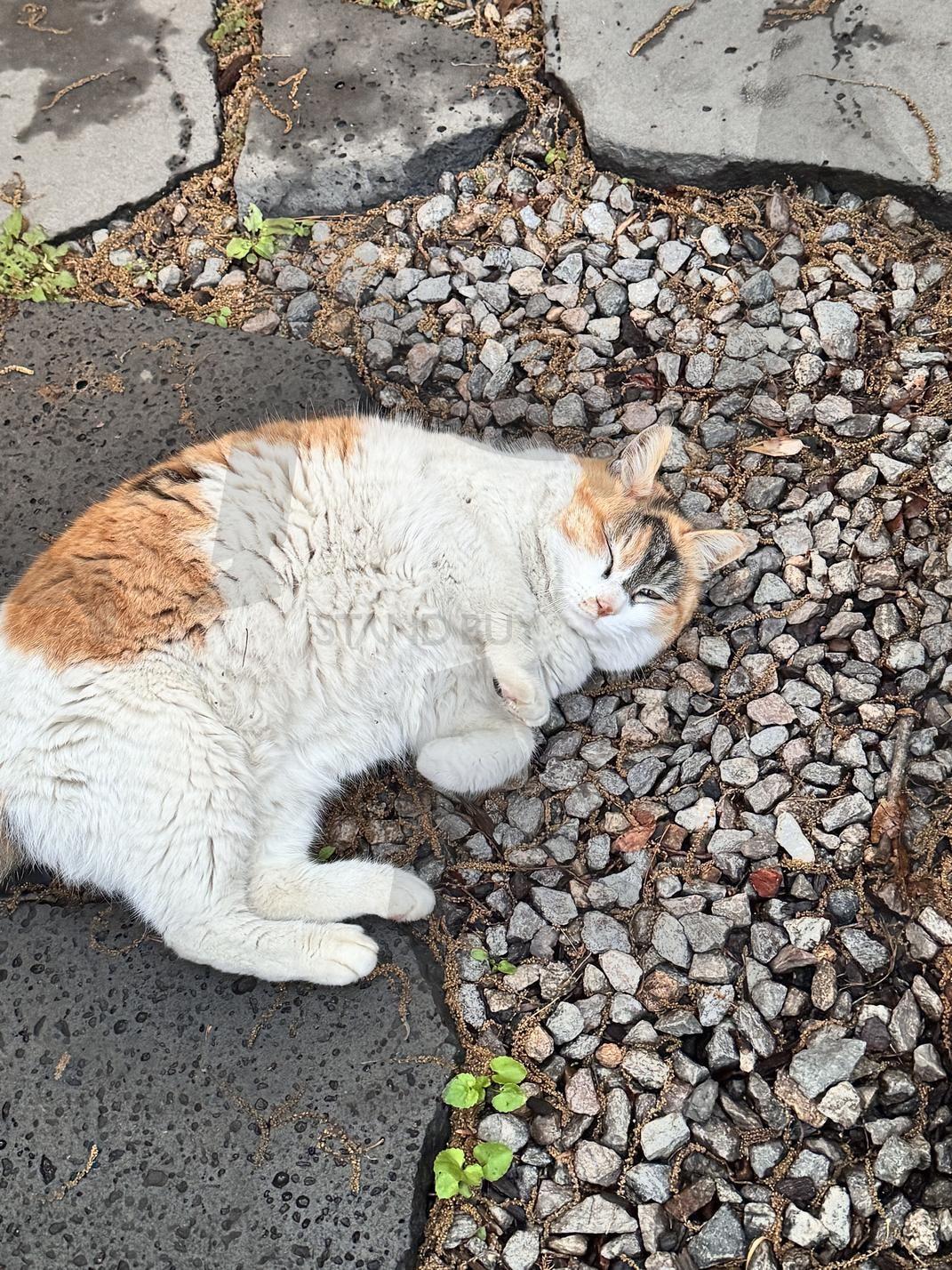 조용히 찾아온 고양이 손님 | 여울지, 여울지숲속캠핑장, 캠핑장, 캠핑, 힐링, 카라반, 동물, 배경화면, 고화질 | 스탠바이 STANDBUY 디지털 콘텐츠