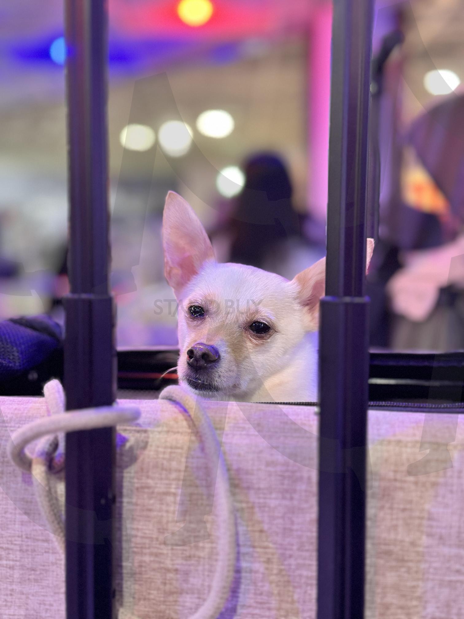 기다림 속에 담긴 사랑 | 강아지, 눈, 사랑스러움, 믹스견, 시고르자브종, 강아지캐리어, 캐리어 | 스탠바이 STANDBUY 디지털 콘텐츠