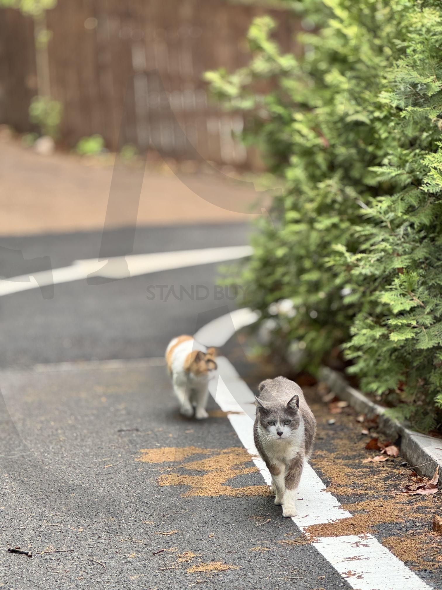 조용히 찾아온 고양이 손님 | 여울지, 여울지숲속캠핑장, 캠핑장, 여행, 고양이, 동물, 감성, 배경화면, 고화질 | 스탠바이 STANDBUY 디지털 콘텐츠