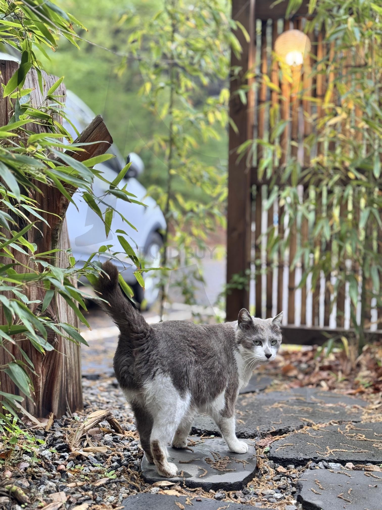 조용히 찾아온 고양이 손님 | 여울지, 여울지숲속캠핑장, 캠핑장, 여행, 고양이, 힐링, 동물, 감성, 배경화면, 고화질 | 스탠바이 STANDBUY 디지털 콘텐츠