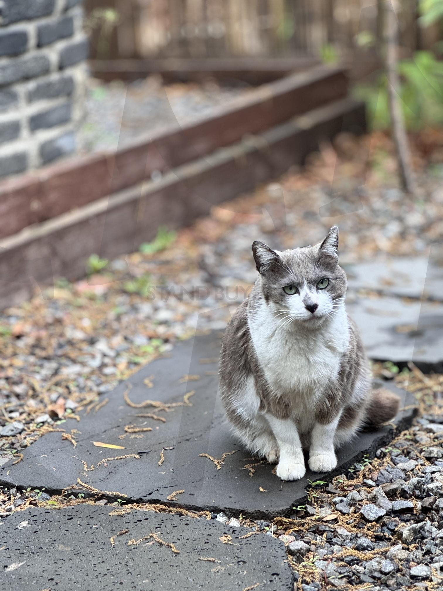 조용히 찾아온 고양이 손님 | 여울지, 여울지숲속캠핑장, 캠핑장, 캠핑, 여행, 고양이, 동물, 감성, 배경화면, 고화질 | 스탠바이 STANDBUY 디지털 콘텐츠