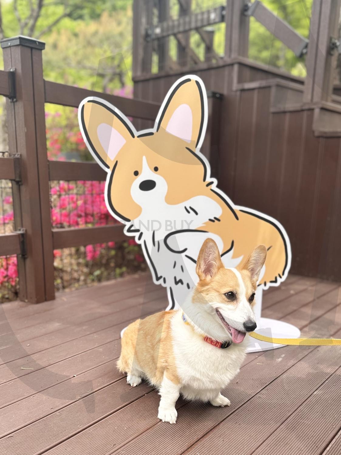 짧은 다리, 큰 행복 — 웰시코기의 미소 | 웰시코기, 산책, 귀여움, 사랑스러움, 풍경, 강아지숲, 강아지숲박물관, 운동장, 힐링 | 스탠바이 STANDBUY 디지털 콘텐츠