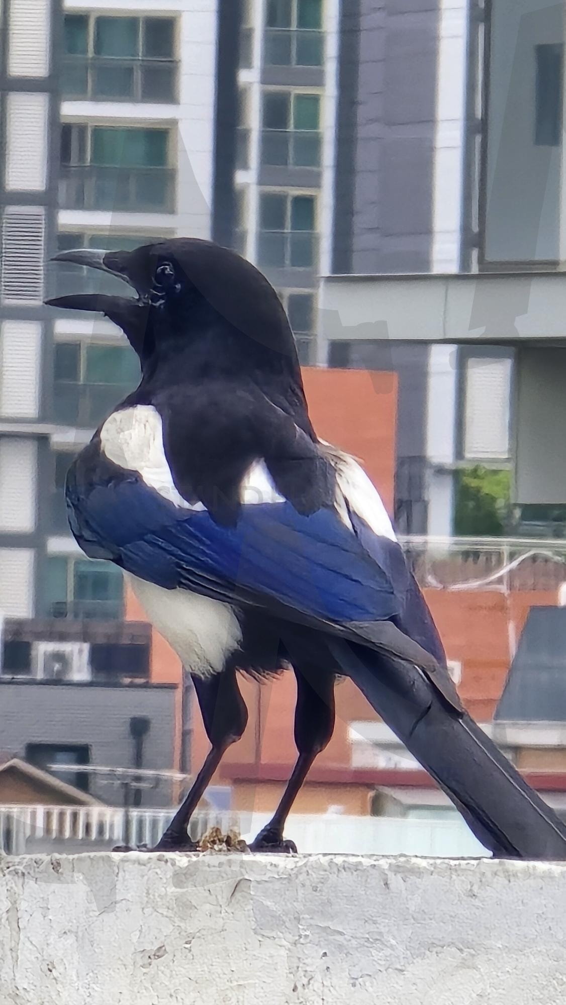 좋은소식을 주려고 나타난 까치 | 까치, 도시, 설날, 좋은소식, 굿뉴스 | 스탠바이 STANDBUY 디지털 콘텐츠