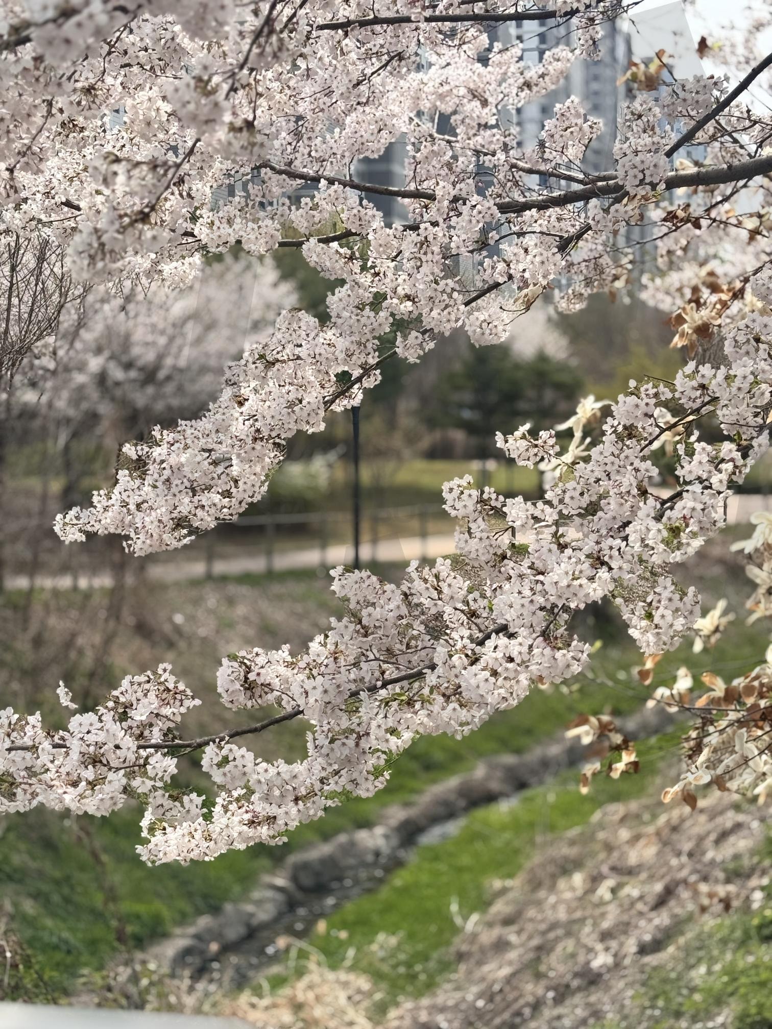 분홍빛 봄바람, 벚꽃이 흐드러지다 | 벚꽃, 봄, 꽃, 나무, 식물, 자연, 환경, 힐링, 산책, 감성, 배경화면, 고화질 | 스탠바이 STANDBUY 디지털 콘텐츠