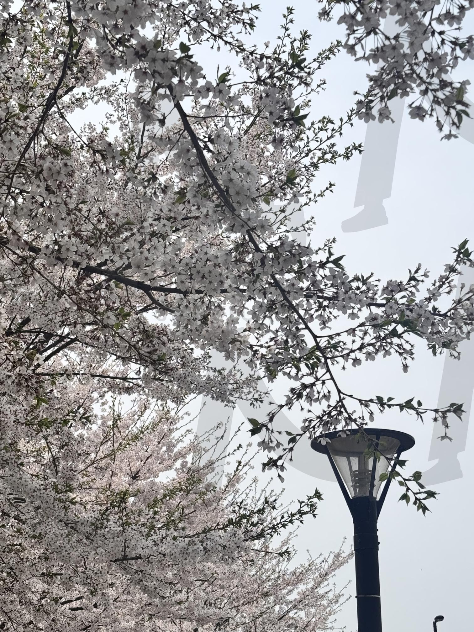 분홍빛 봄바람, 벚꽃이 흐드러지다 | 벚꽃, 꽃, 나무, 식물, 환경, 풍경, 봄, 산책, 공원, 힐링, 감성, 배경화면, 고화질 | 스탠바이 STANDBUY 디지털 콘텐츠