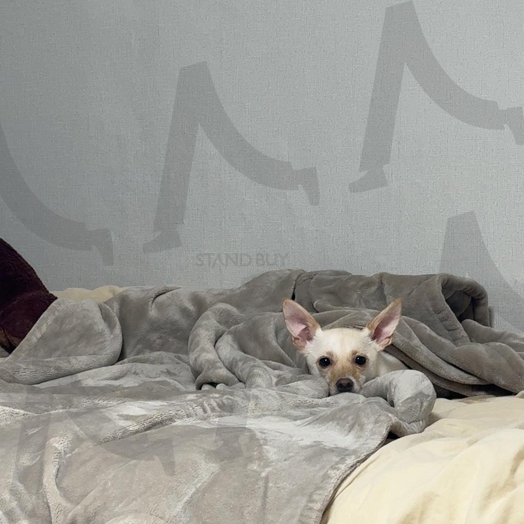 빼꼼, 따뜻한 이불 속 작은 행복 | 강아지, 믹스견, 시고르자브종, 시고르자브, 힐링, 쉼, 잠, 배경화면 | 스탠바이 STANDBUY 디지털 콘텐츠
