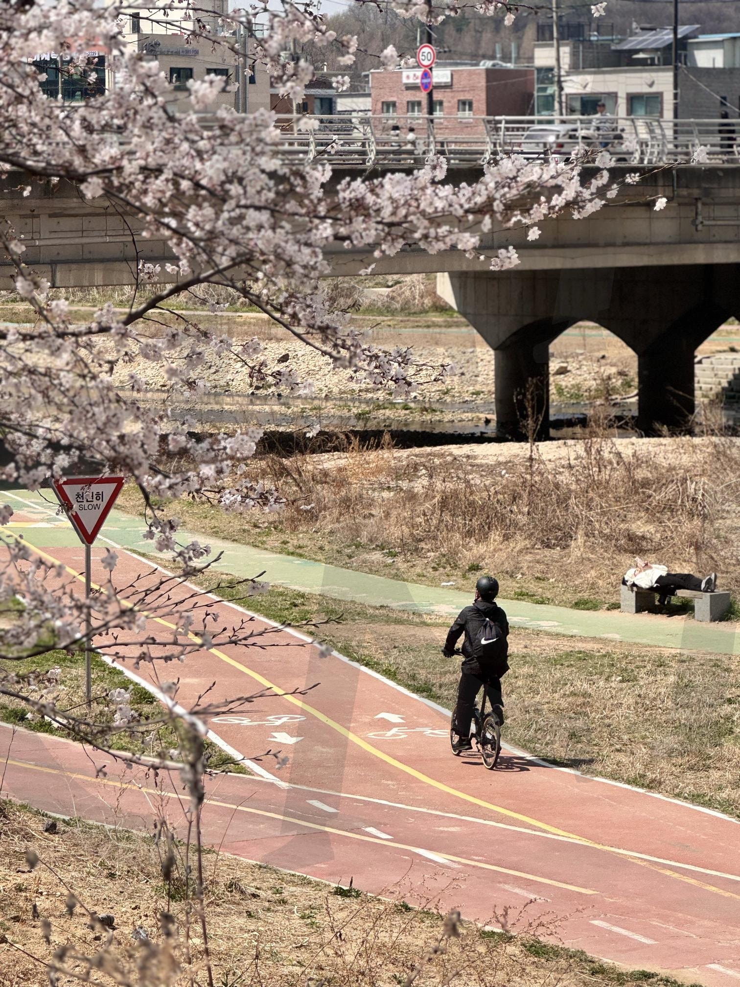 분홍빛 봄바람, 벚꽃이 흐드러지다 | 자전거, 휴식, 쉼, 산책, 봄, 벚꽃, 꽃, 나무, 식물, 힐링, 감성, 일상, 배경화면, 고화질 | 스탠바이 STANDBUY 디지털 콘텐츠