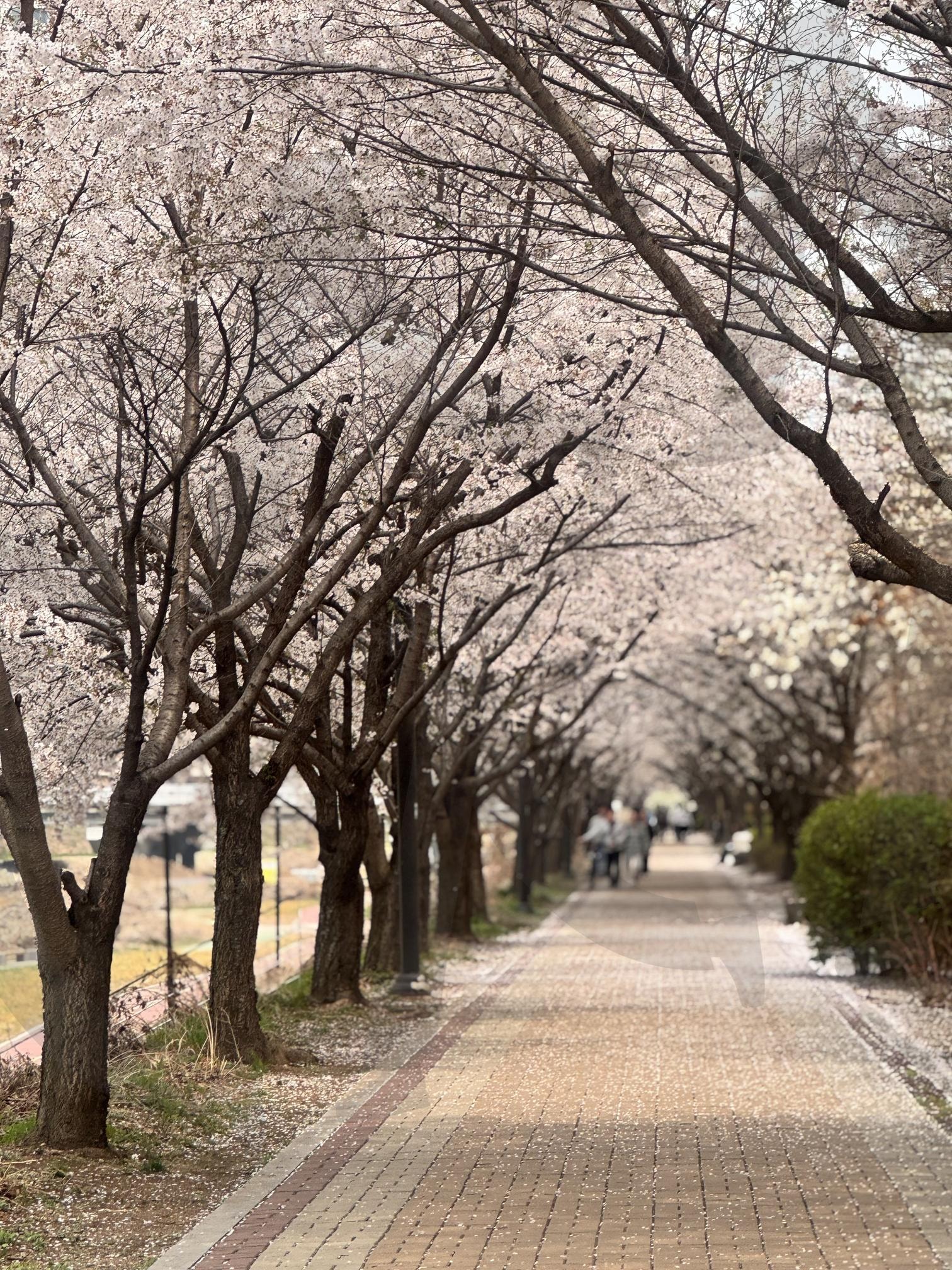 분홍빛 봄바람, 벚꽃이 흐드러지다 | 벚꽃, 나무, 산책, 힐링, 봄, 공원, 쉼, 감성, 배경화면, 고화질, 꽃, 풀, 식물 | 스탠바이 STANDBUY 디지털 콘텐츠