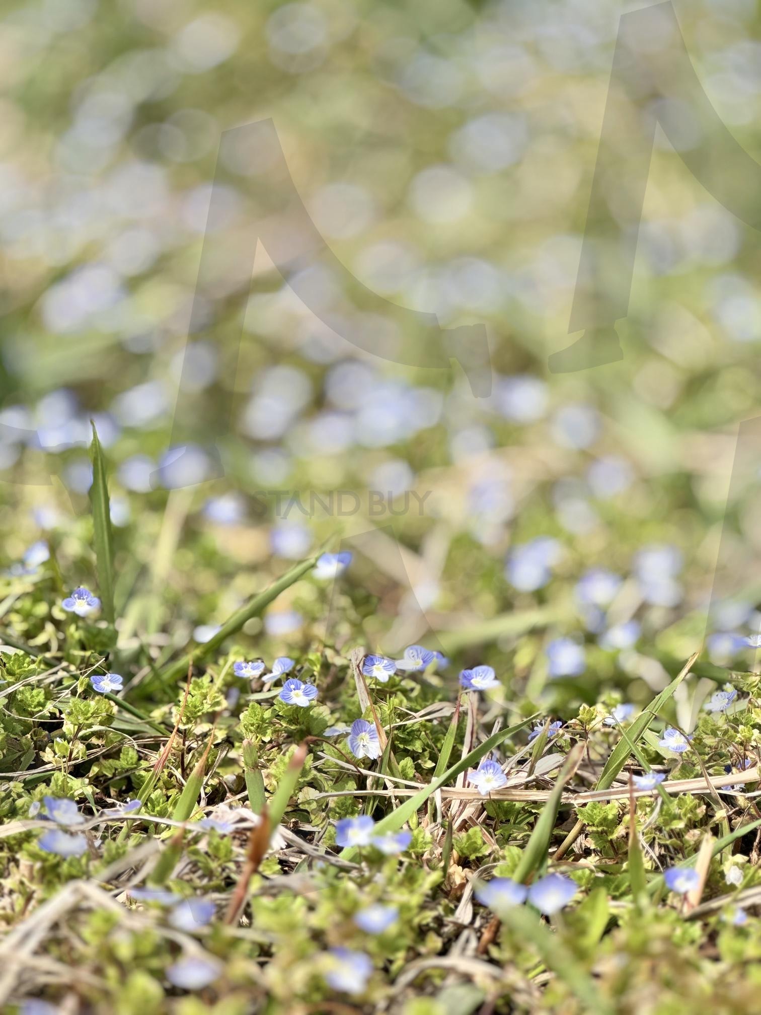 작은 초록, 큰 행복 | 산책, 식물, 초록, 힐링, 고화질, 배경화면, 공원, 쉼, 꽃, 풀 | 스탠바이 STANDBUY 디지털 콘텐츠