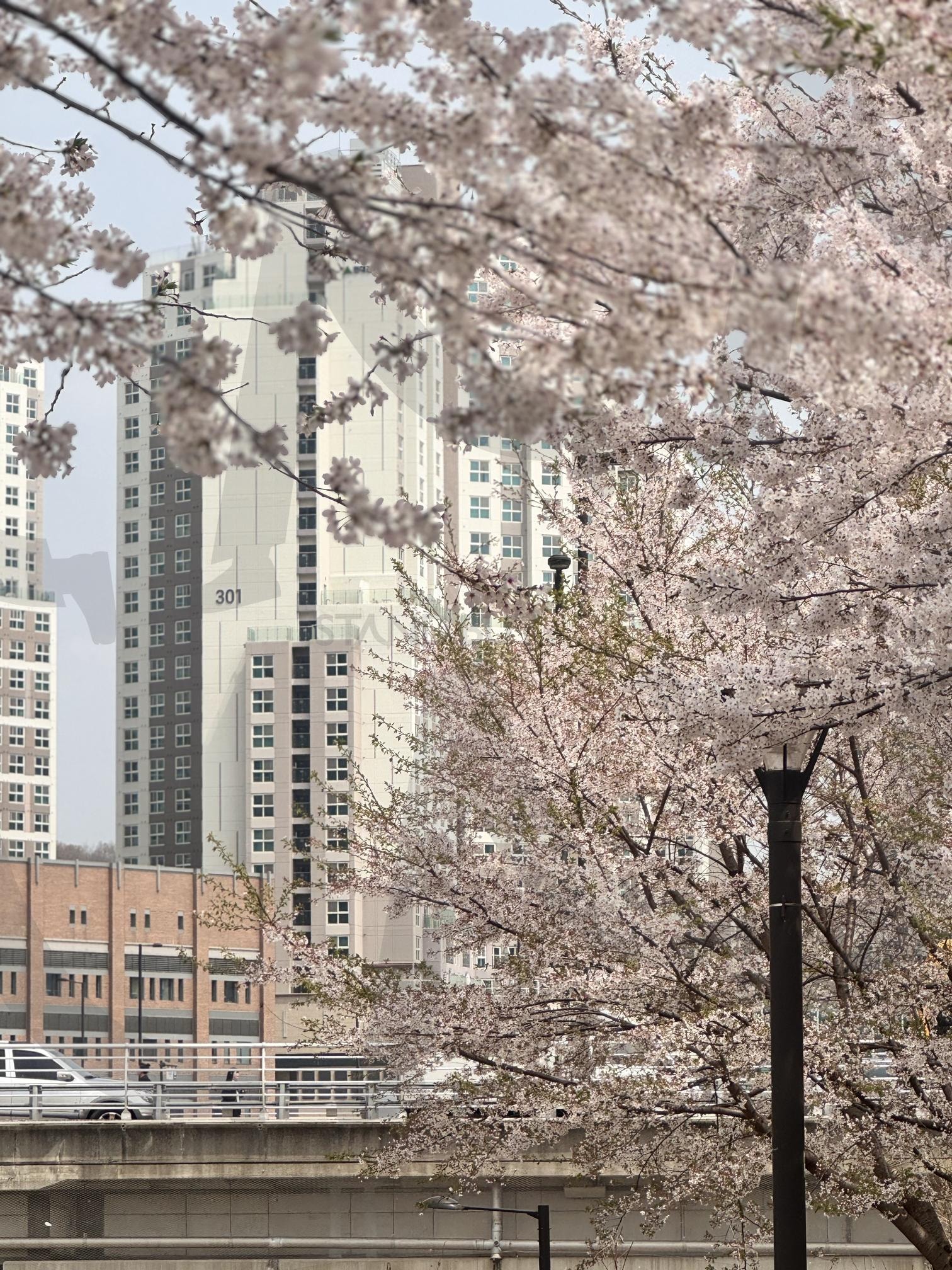 분홍빛 봄바람, 벚꽃이 흐드러지다 | 벚꽃, 꽃, 나무, 식물, 환경, 분홍, 산책, 공원, 힐링, 감성, 배경화면, 고화질, 봄, 도시 | 스탠바이 STANDBUY 디지털 콘텐츠