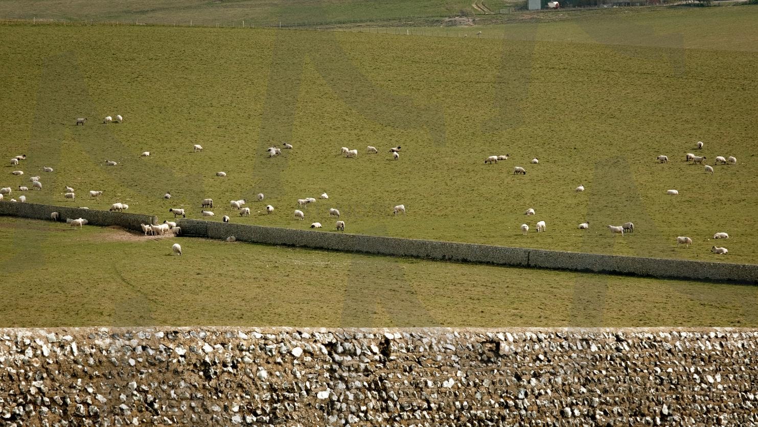 세븐시스터스 가던 길에 | 영국, 카메라사진, 세븐시스터스, 런던, 컴퓨터배경화면, 가로배경화면, 배경화면, 초원, 양, 초록색배경화면, 초록, 후지필름, 카메라 | 스탠바이 STANDBUY 디지털 콘텐츠