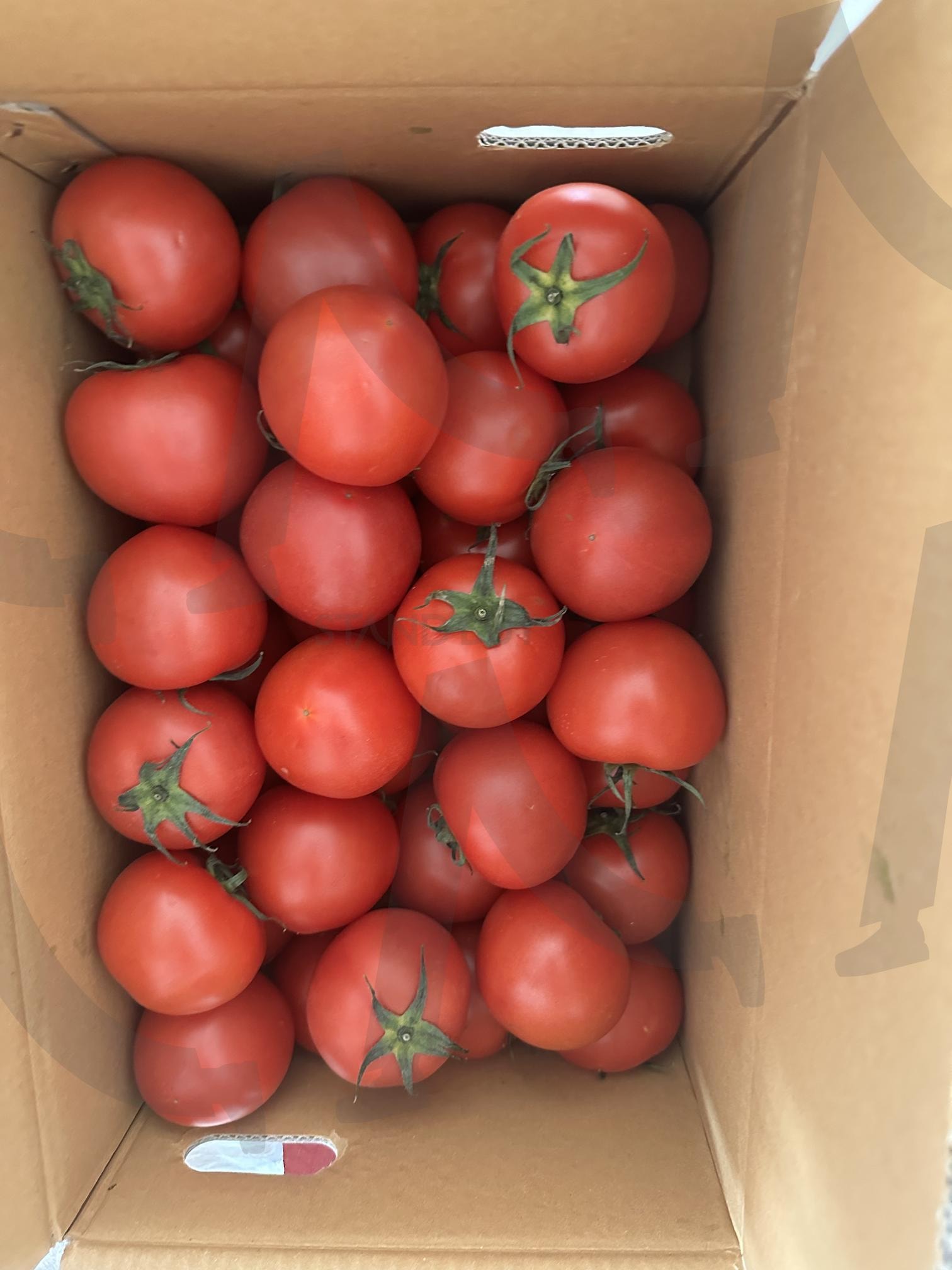 토마토 | 토마토, 토마토배달, 한국배달, 토마토다이어트, 다이어트, 건강식, k-pop, 토마토요리, 요리, 재료, 한국과일, 과일, 야채, 과일사진 | 스탠바이 STANDBUY 디지털 콘텐츠