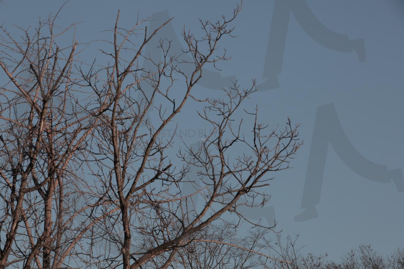 나뭇가지 | 감성, 나무, 사진, 원본, 색감 | 스탠바이 STANDBUY 디지털 콘텐츠