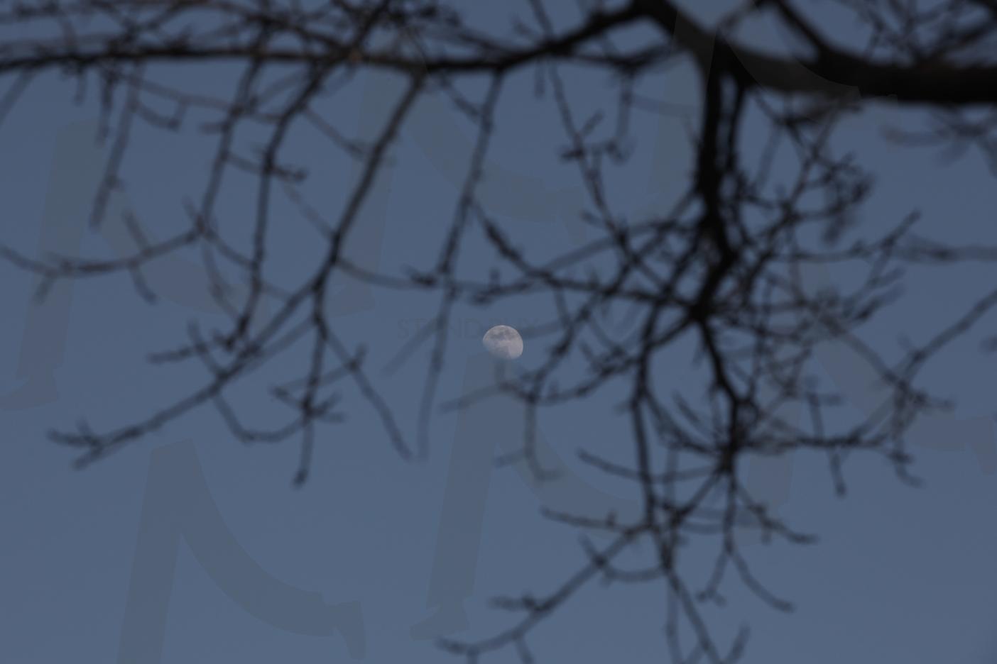 나뭇가지 사이 피어난 달 | 나뭇가지, 달, 풍경, 감성, 원본 | 스탠바이 STANDBUY 디지털 콘텐츠