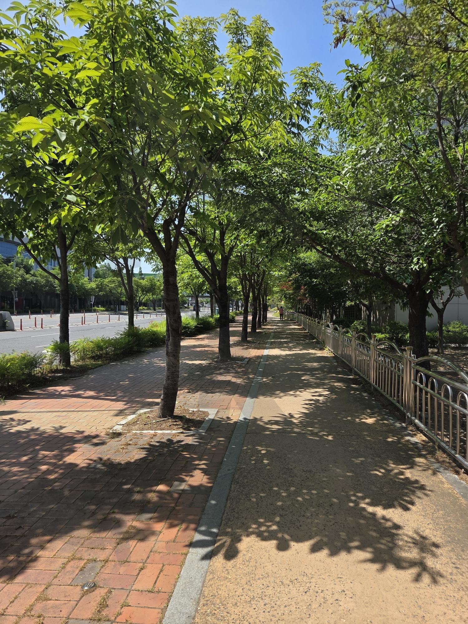 나무들 | 나무, 인도, 그늘, 하늘, 나뭇잎 | 스탠바이 STANDBUY 디지털 콘텐츠