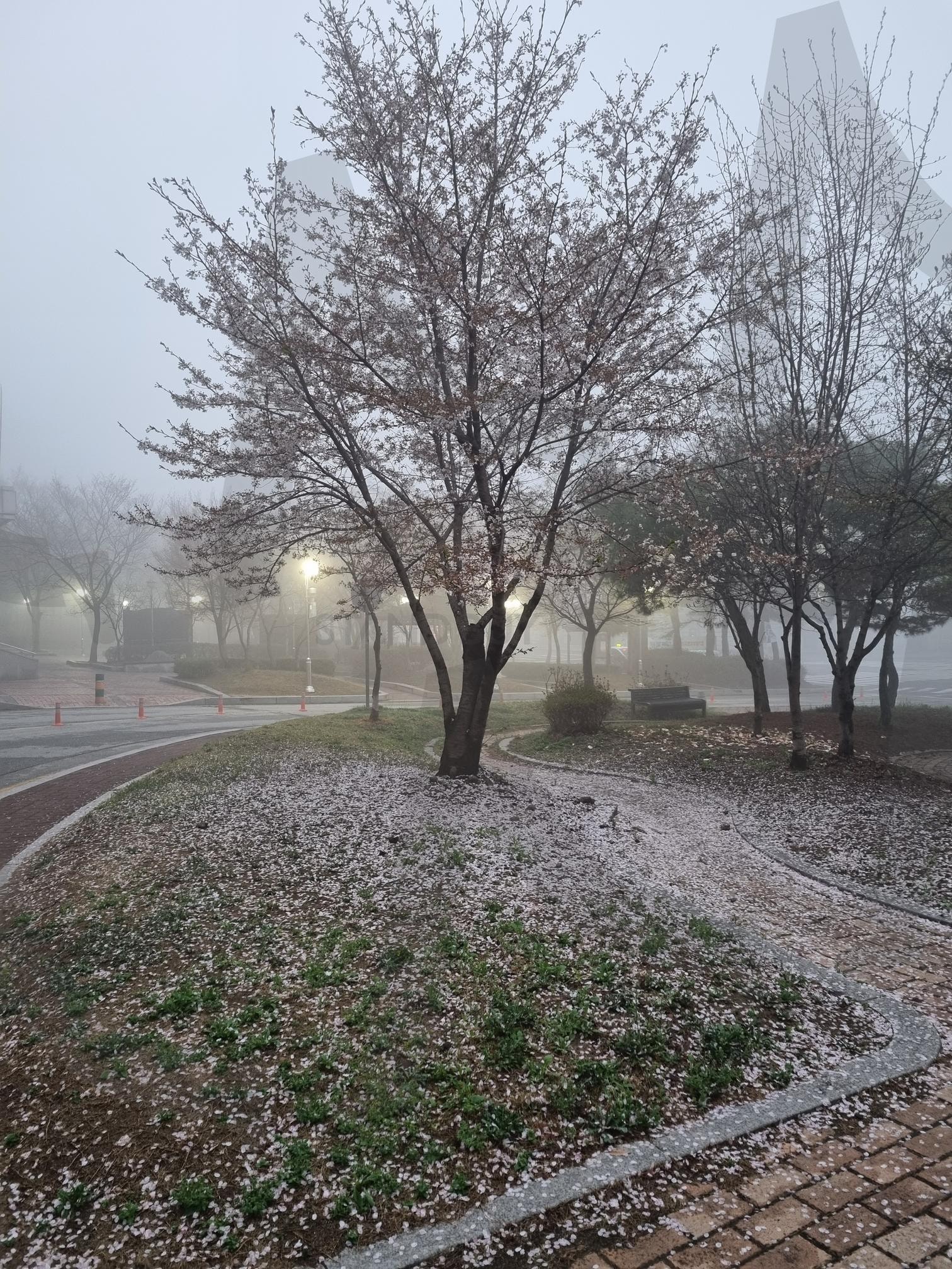 벚꽃나무 | 안개, 나무, 꽃, 하늘, 인도 | 스탠바이 STANDBUY 디지털 콘텐츠