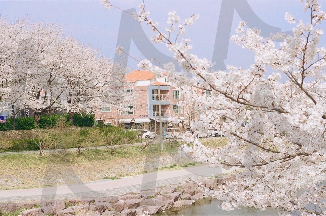 Cherry Blossom Scenery in Korea | cherry blossom, korea, 한국, Scenery, 벚꽃 | 스탠바이 STANDBUY 디지털 콘텐츠