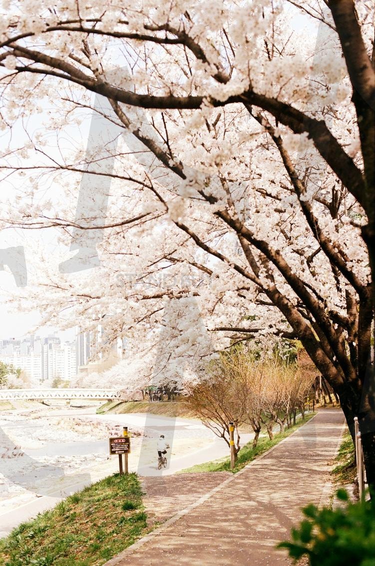 Cherry Blossom Road in Korea | cherry blossom, Road, korea, 한국, 벚꽃 | 스탠바이 STANDBUY 디지털 콘텐츠