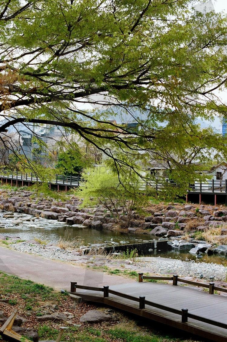 Korea's Little River Scenery, 한국 작은 강가의 풍경 | korea, 한국, 강, 풍경, Scenery, river, tree | 스탠바이 STANDBUY 디지털 콘텐츠