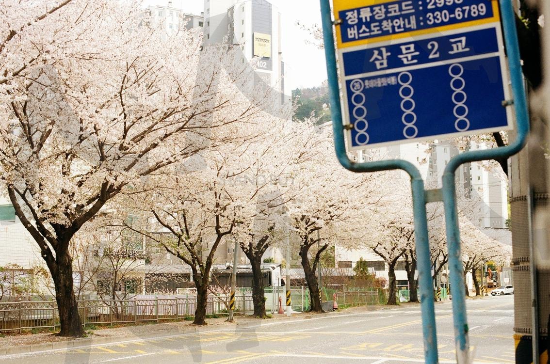 korean flower and bus station, 한국 벚꽃과 버스 정류장 | korea, cherry blossom, Bus Stop, spring, Flower, Korean, 벚꽃, 한국, 버스정류장 | 스탠바이 STANDBUY 디지털 콘텐츠
