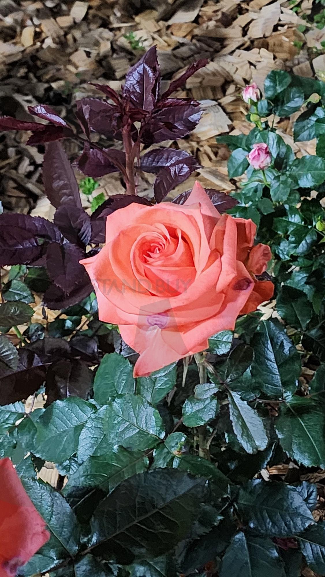 장미 | 장미, 꽃, 초여름, 올림픽공원, 식물 | 스탠바이 STANDBUY 디지털 콘텐츠