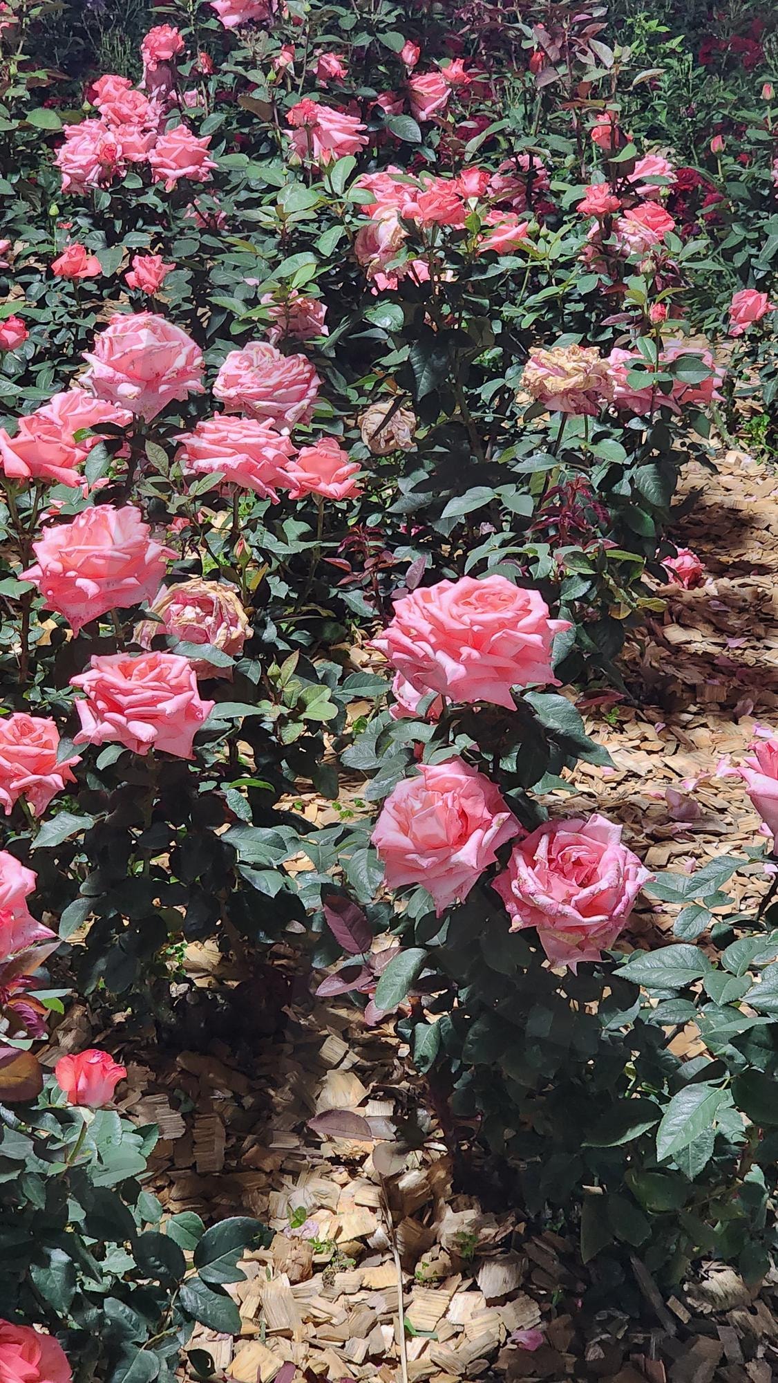 장미 화단 | 장미, 화단, 꽃, 올림픽공원, 초여름 | 스탠바이 STANDBUY 디지털 콘텐츠