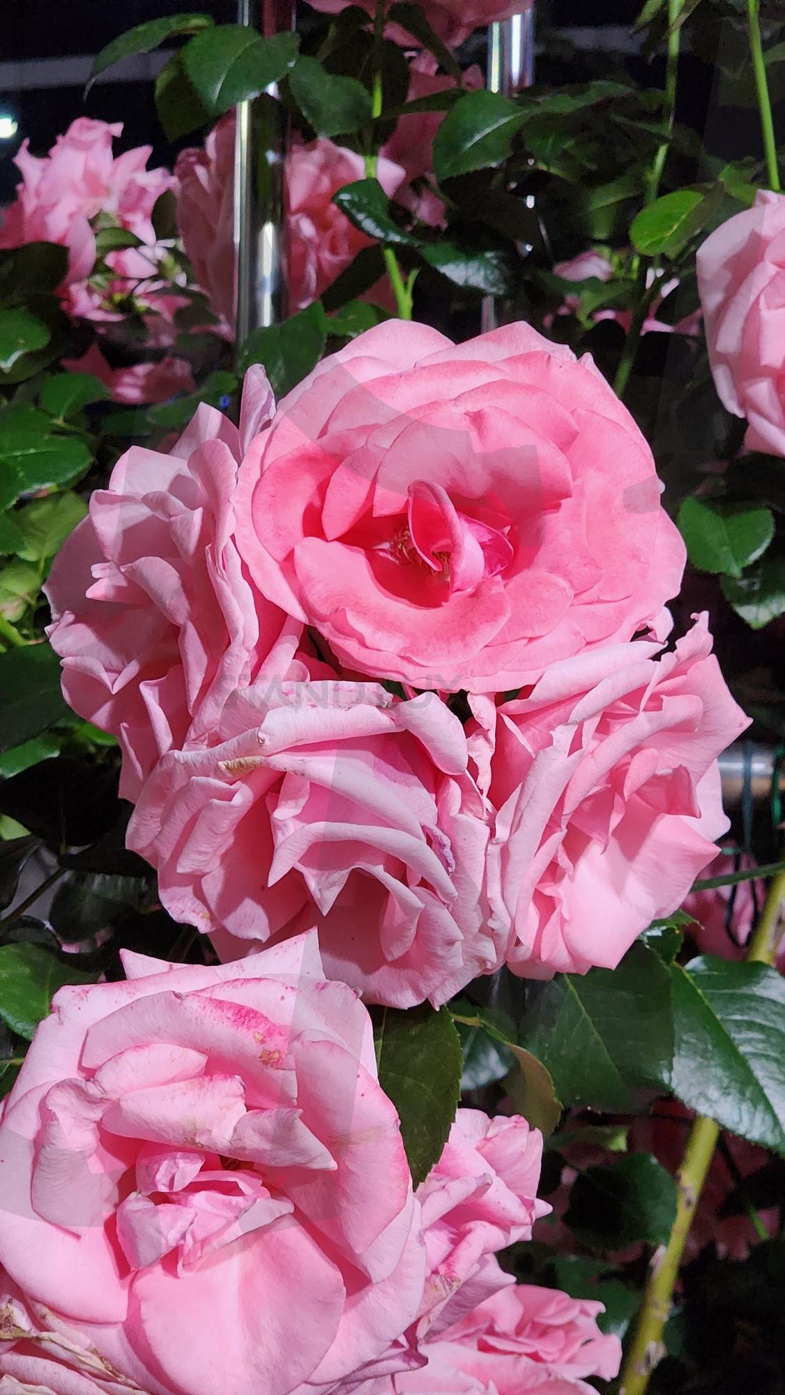 장미 | 장미, 장미광장, 초여름, 꽃, 올림픽공원 | 스탠바이 STANDBUY 디지털 콘텐츠