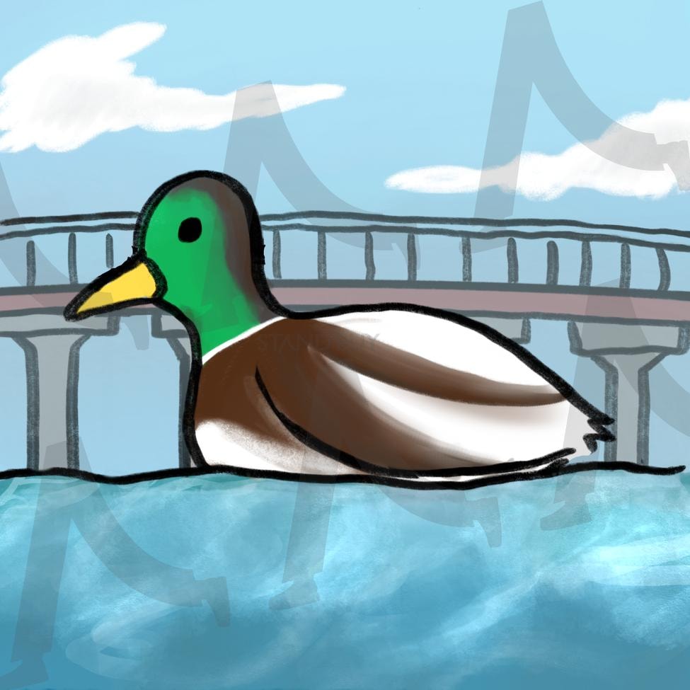 강 위의 오리 | 오리, 청둥오리, 그림, 드로잉, 강, 강물, 다리 | 스탠바이 STANDBUY 디지털 콘텐츠
