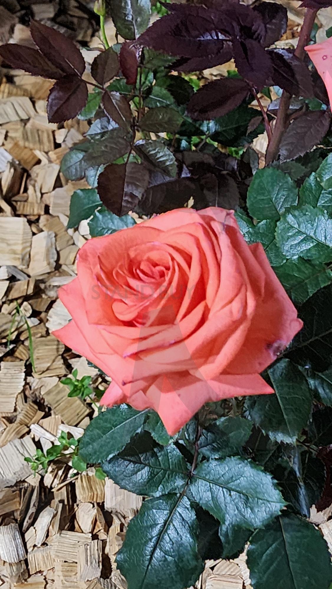 장미 | 장미, 꽃, 식물, 올림픽공원, 초여름 | 스탠바이 STANDBUY 디지털 콘텐츠