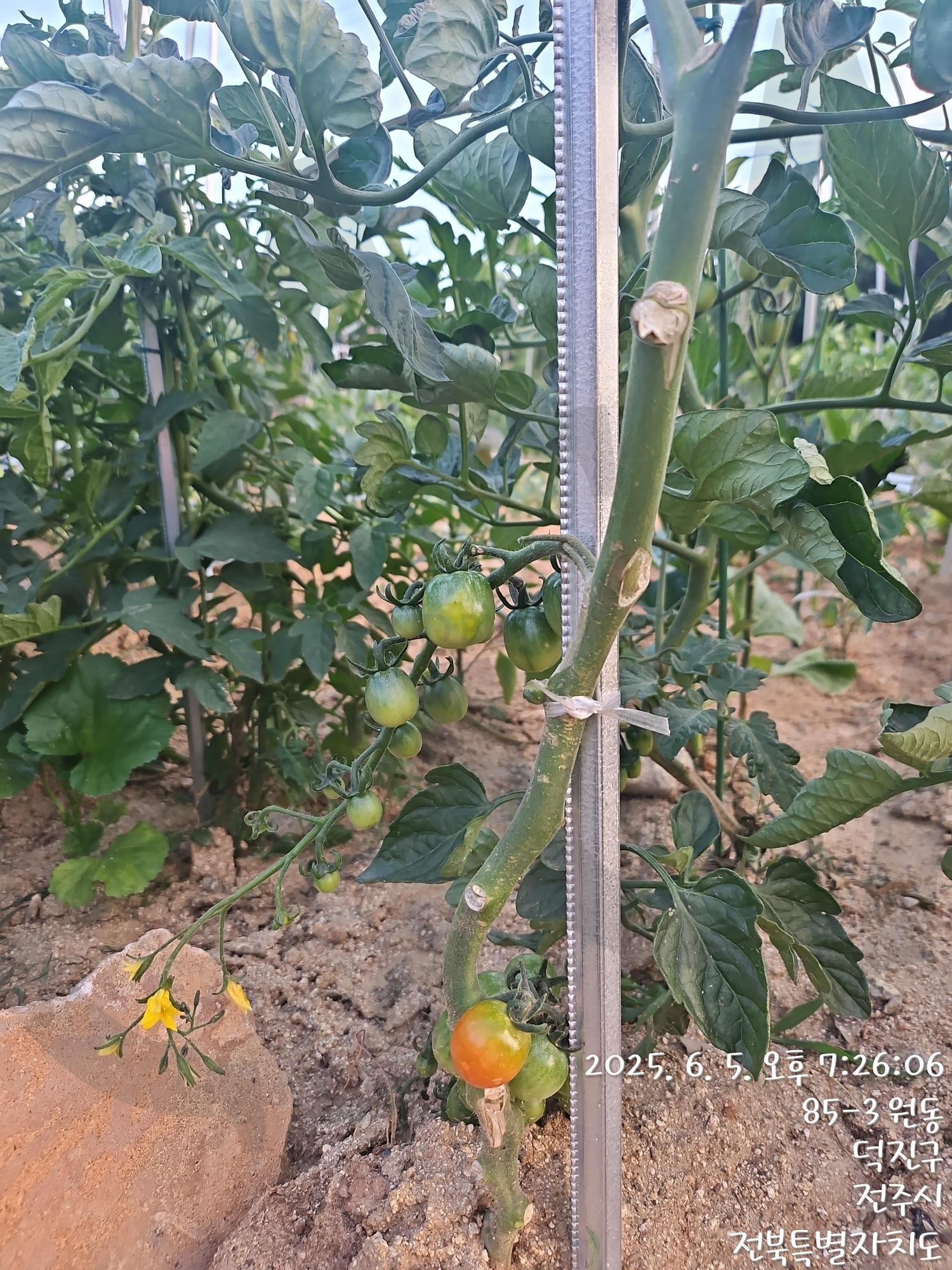 무농약 방울토마토 | 방울토마토, 직접, 키운농작물, 알알이, 무농악 | 스탠바이 STANDBUY 디지털 콘텐츠