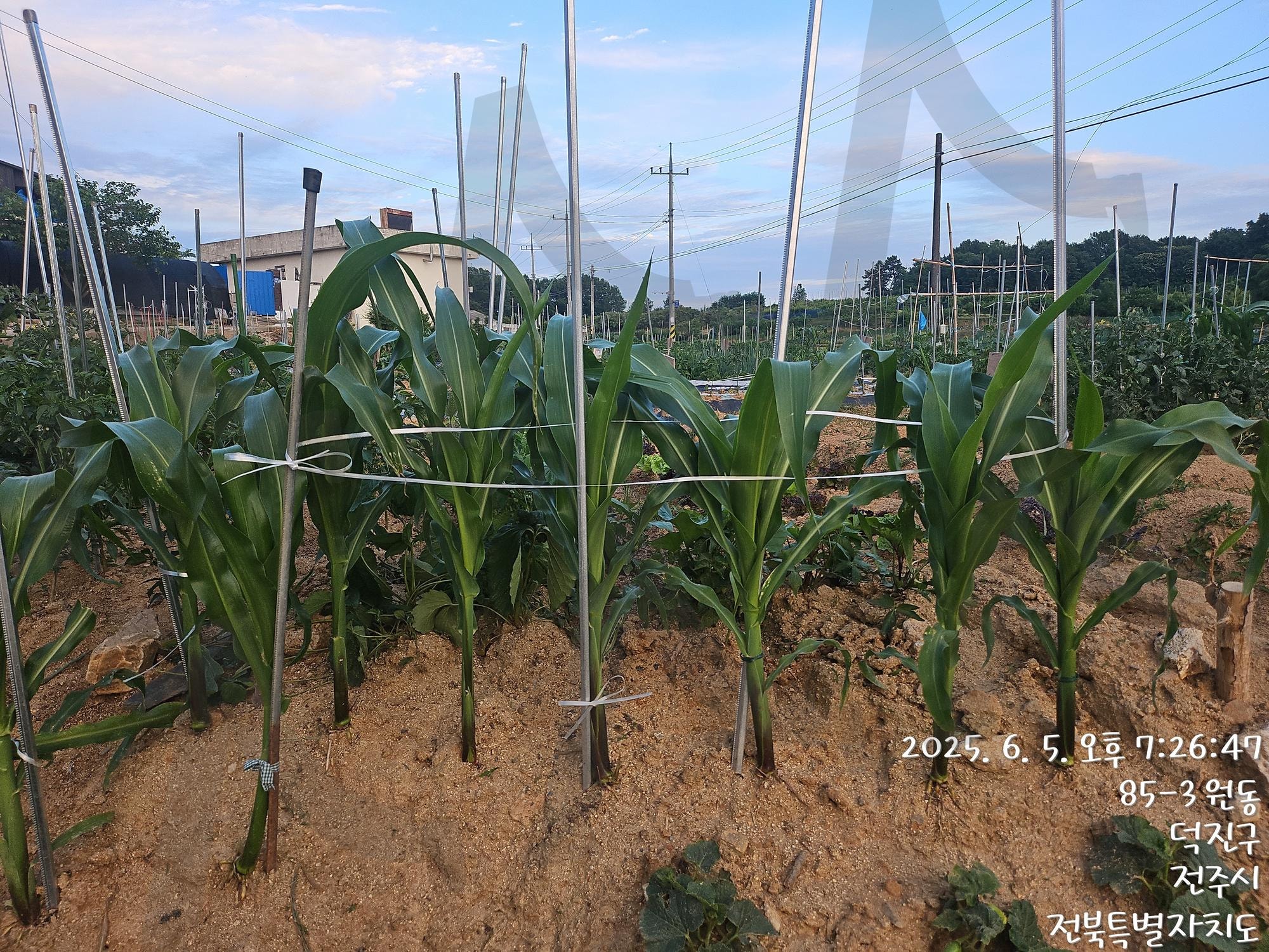 옥수수는 지렛대 하는 거 아님 | 옥수수, 지렛대NO, ㅋㅋㅋ, 하는거아님, 초보농부 | 스탠바이 STANDBUY 디지털 콘텐츠