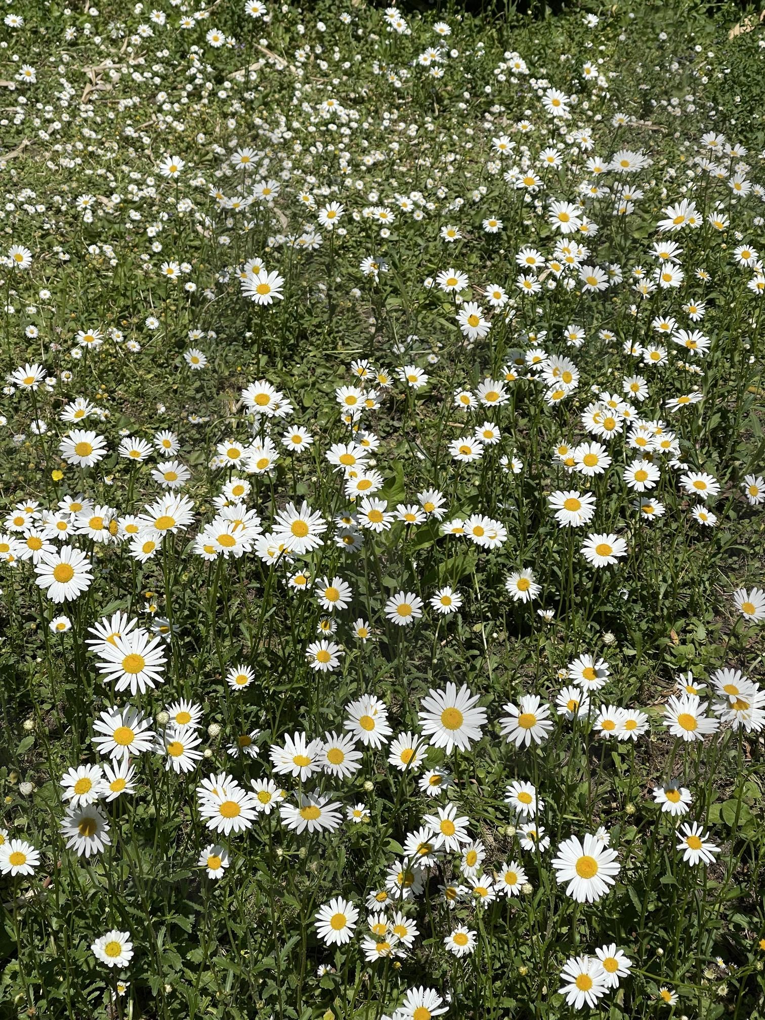 Shasta daisy | daisy, shasta daisy, bee, Flower, nature, healing | 스탠바이 STANDBUY 디지털 콘텐츠