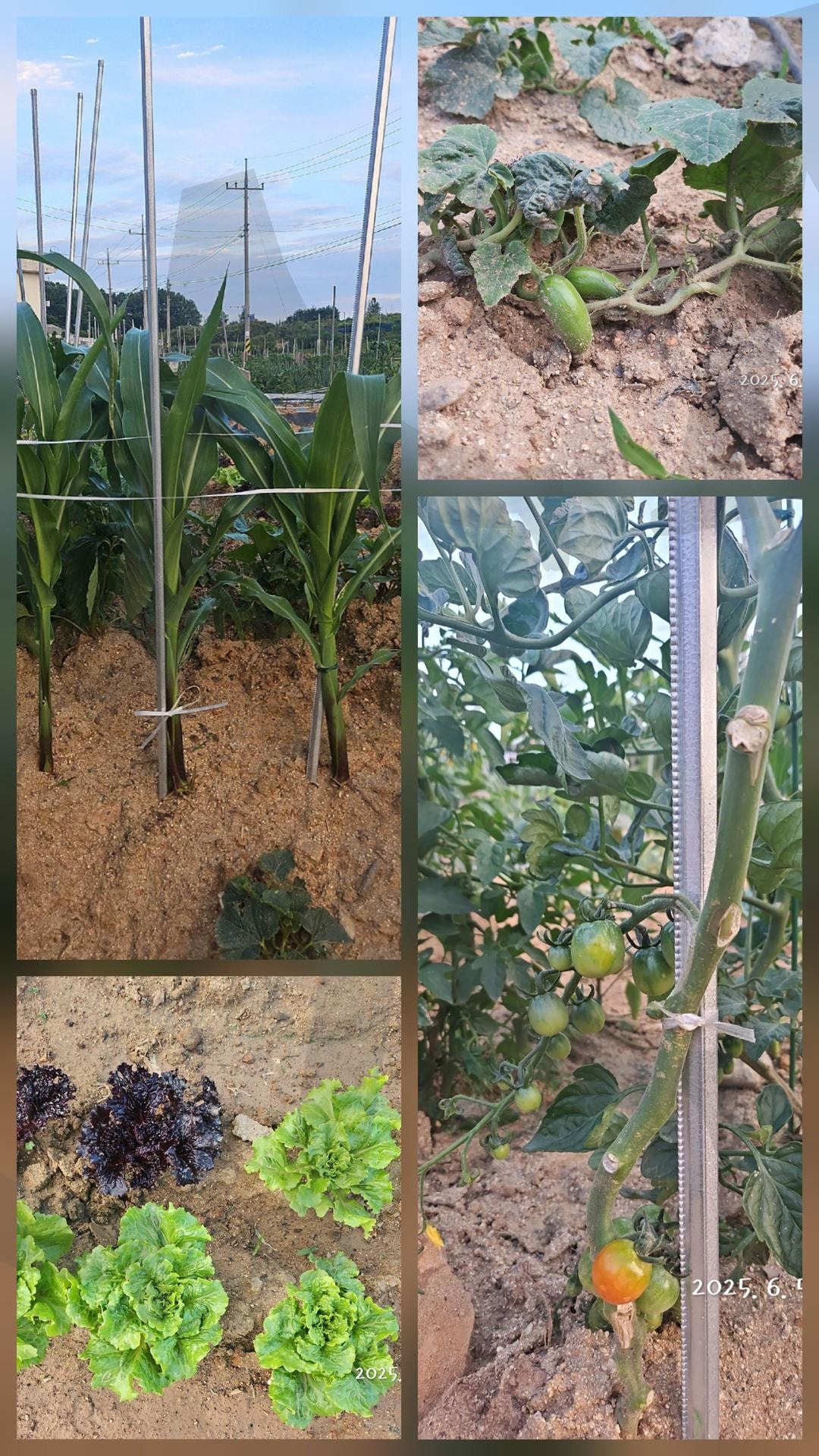 초보 농부 | 초보농부, 더위와의사투, 옥수수, 방울토마토, 호박, 상추 | 스탠바이 STANDBUY 디지털 콘텐츠