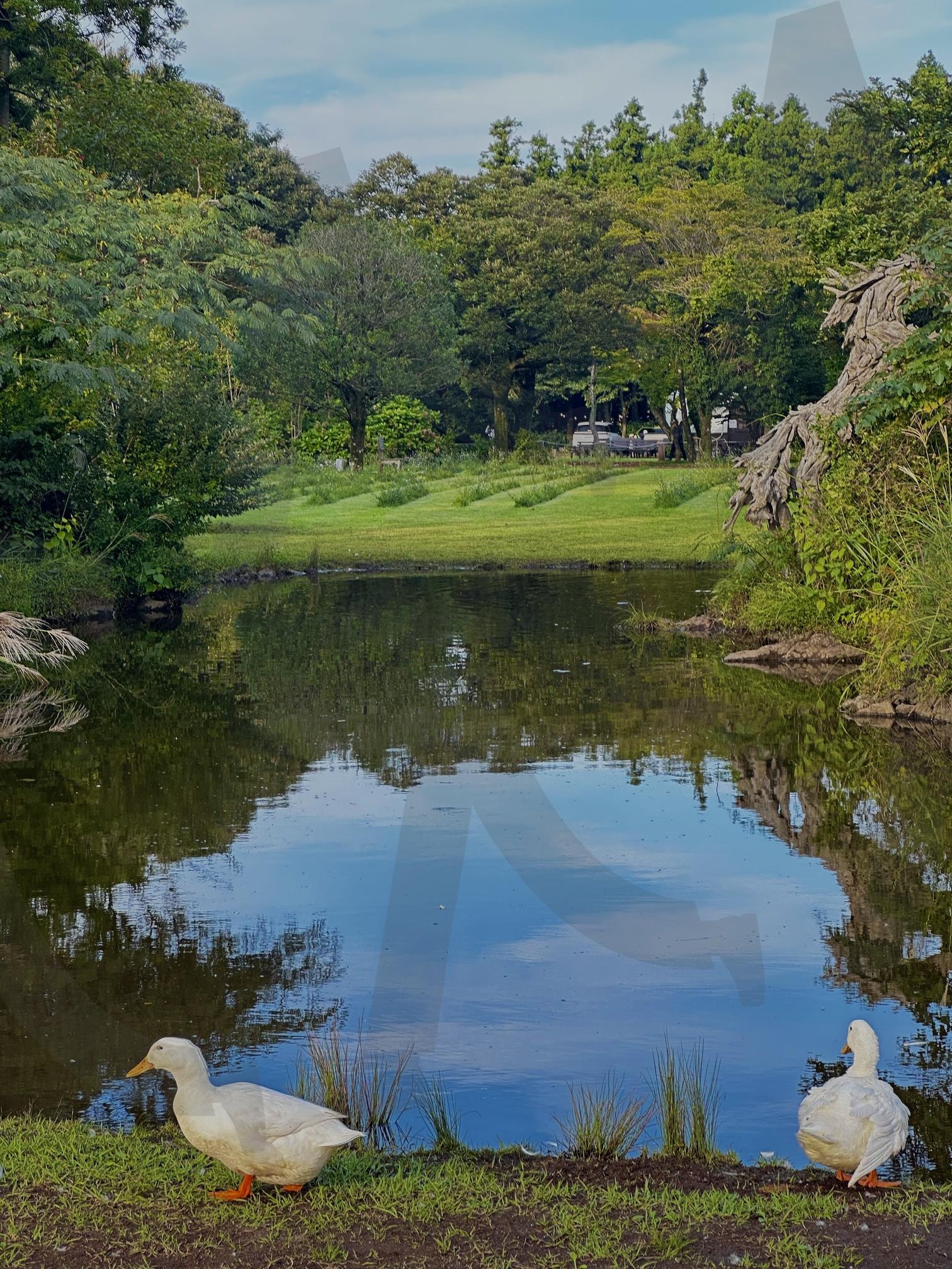 I love the greenness of Jeju | 제주도, 제주, 한국, jeju, korea, island, 목장, 여행, 자연 | 스탠바이 STANDBUY 디지털 콘텐츠