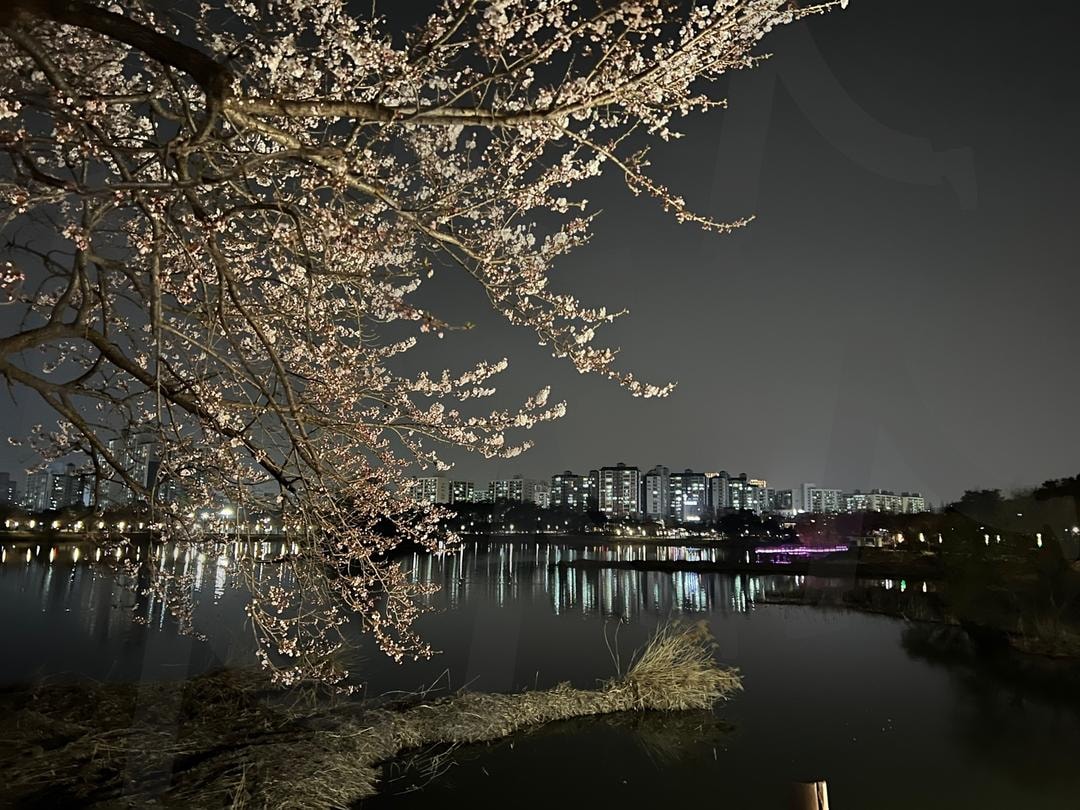 SUWON Manseok Park - 수원 만석공원 야간 벗꽃 | suwon, cherry blossoms, Manseok Park, 수원, 야간, 벗꽃, 만석공원 | 스탠바이 STANDBUY 디지털 콘텐츠