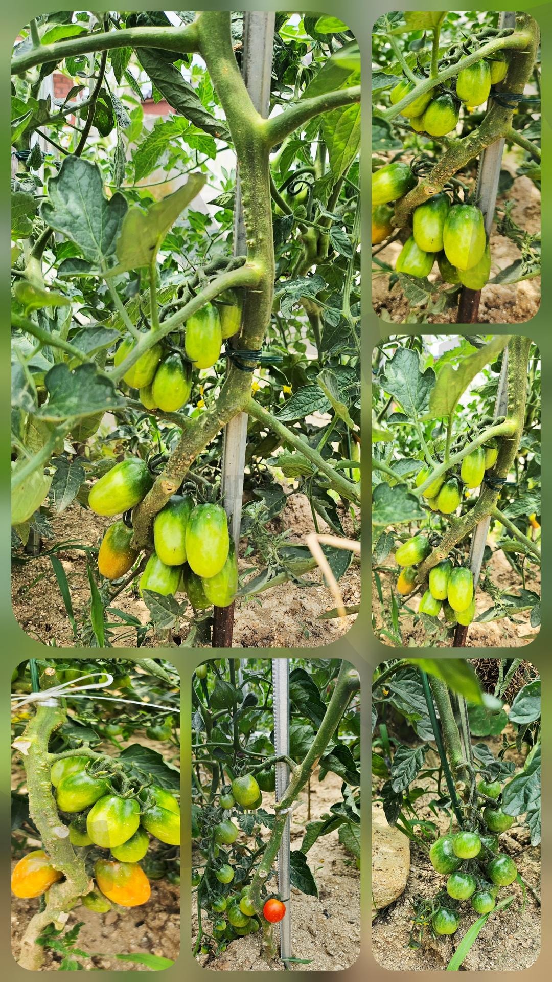 방울토마토 키우기 | 방울토마토, 주렁주렁, 소소한기쁨, 행복, 신남 | 스탠바이 STANDBUY 디지털 콘텐츠