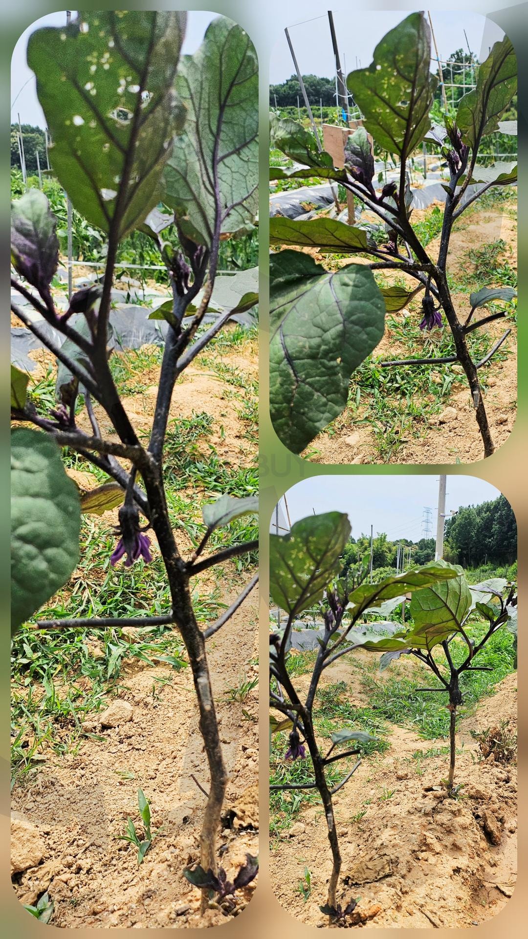 초보농부가 키운 가지 | 초보농부, 가지, 무럭무럭, 무농약, 원동 | 스탠바이 STANDBUY 디지털 콘텐츠