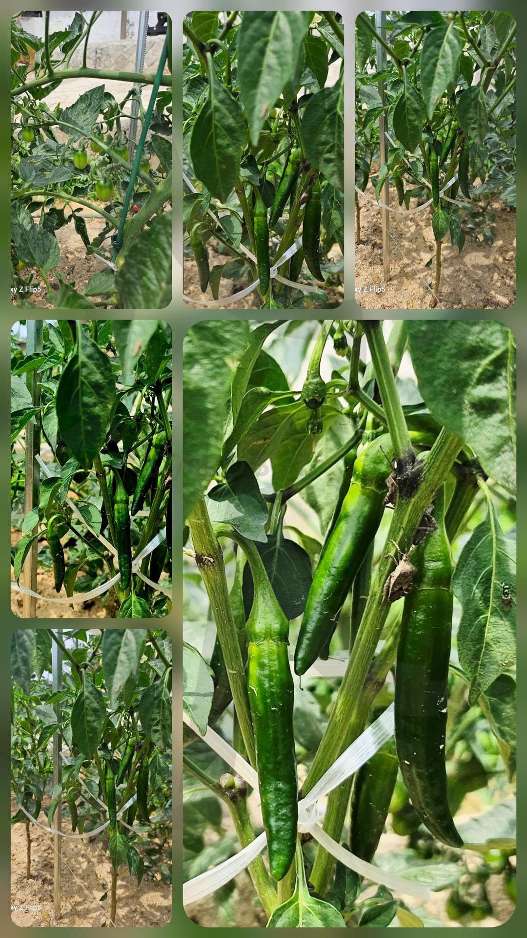 초보농부가 키운 고추 | 고추, 무농약, 원동, 퇴비, 지렛대 | 스탠바이 STANDBUY 디지털 콘텐츠