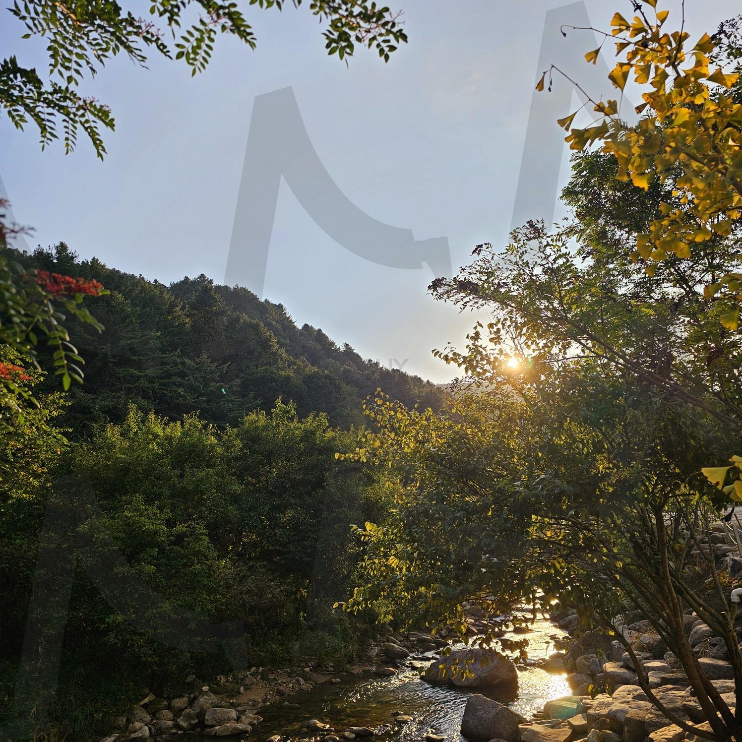 황금빛 흐름 | 산, 계곡, 햇살, 여름, 물놀이 | 스탠바이 STANDBUY 디지털 콘텐츠