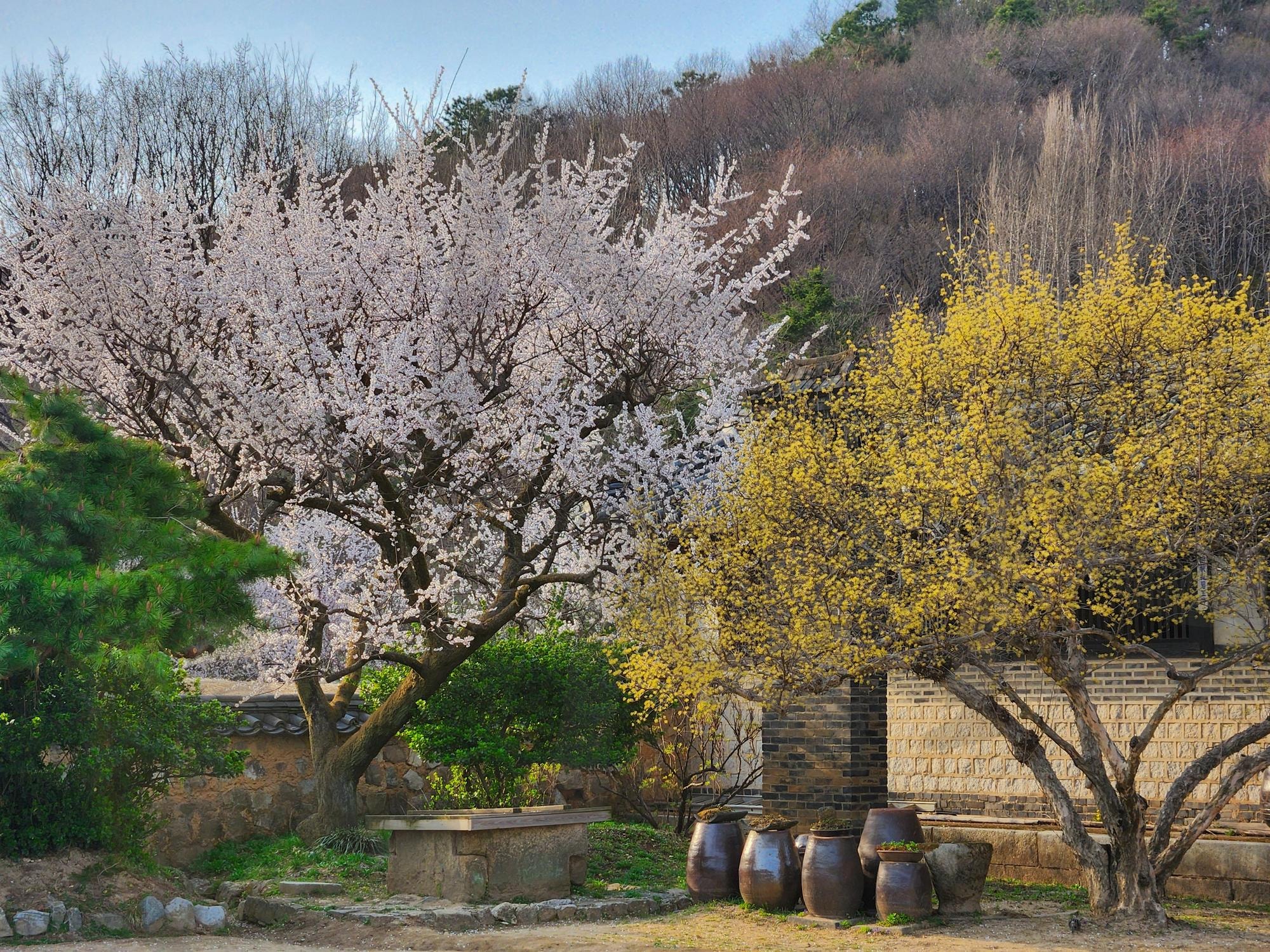 한국 용인 민속촌 | 한국, 민속촌, 벚꽃, 항아리, 용인 | 스탠바이 STANDBUY 디지털 콘텐츠