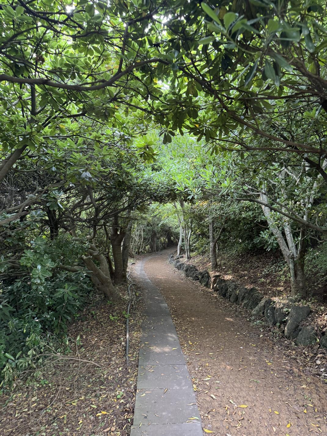 초록 지붕 아래로 이어지는 길(A Trail Beneath the Leaves) | 숲길, 초록터널, 제주산책, 감성산책, 나뭇길, 조용한길, 힐링여행, 자연사진, 여행기록, 걷고싶은길, 여백사진, 초록풍경, 산책로, 휴식의길, 감성풍경, 숲속산책, 나무길, 제주자연 | 스탠바이 STANDBUY 디지털 콘텐츠