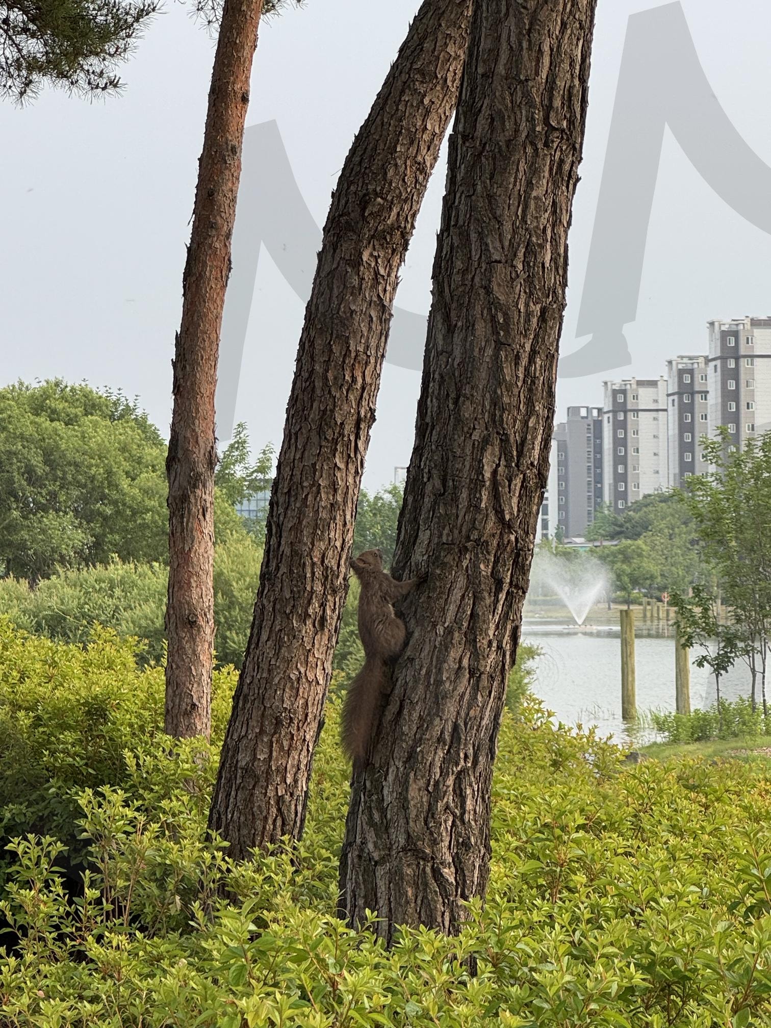 소나무 위 청솔모 | 청솔모, 다람쥐, 소나무, 산책길, 힐링사진, 자연, 숲속동물, 감성풍경, 공원풍경, 호수공원, 분수 | 스탠바이 STANDBUY 디지털 콘텐츠