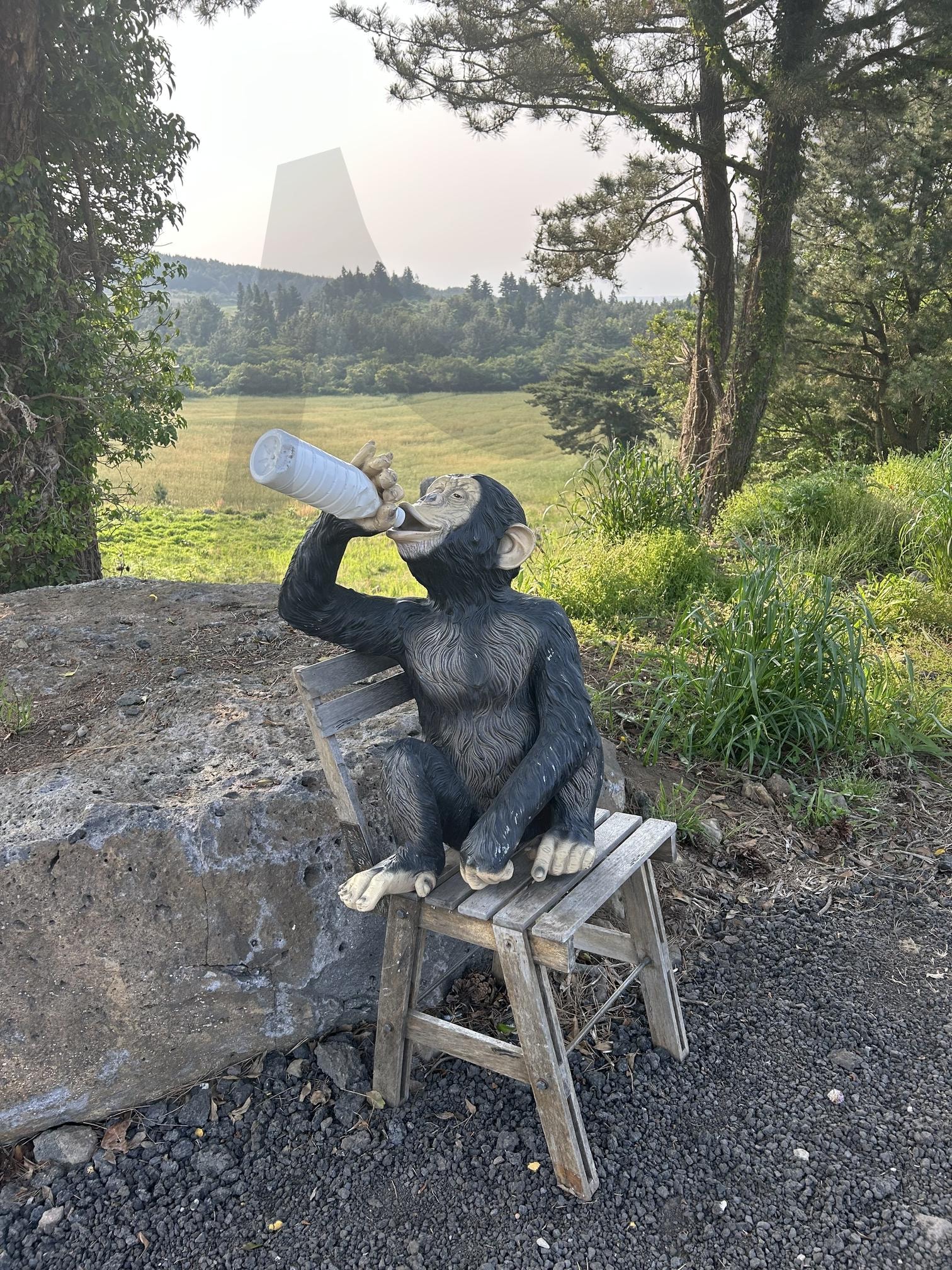 자연 속 여유 한 모금 | 제주도, 폭싹속았수다, 촬영지, 고릴라, 메밀꽃밭, 조형물, 원숭이, 감성풍경, 힐링, 여유, 여름숲, 자연과조형, 유머사진, 위트, 동물조형, 초록풍경, 제주사진, 일상탈출, 감성여행, 공감사진, 재미있는장면 | 스탠바이 STANDBUY 디지털 콘텐츠