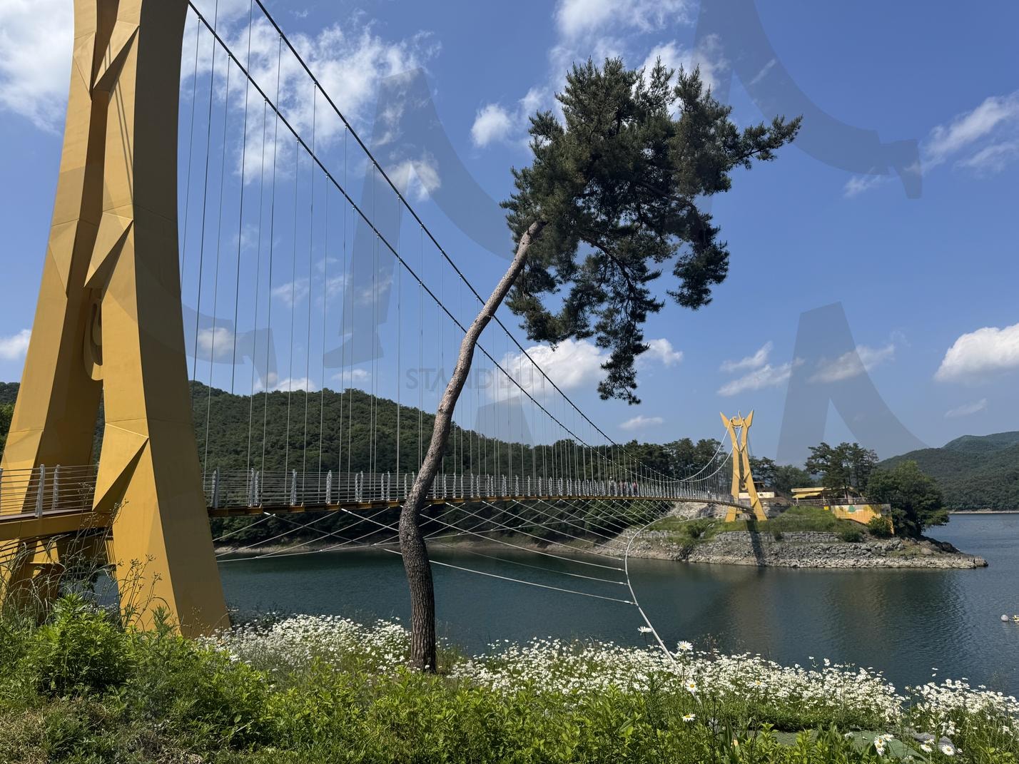 굽은 소나무 아래, 노란 다리를 건너는 바람 | 장성, 댐, 흔들다리, 여름, 산책, 다리, 케이블브리지, 소나무, 구름하늘, 자연풍경, 강, 여행사진, 힐링, 풍경사진, 여름하늘, 감성풍경, 파란하늘, 건축과자연, 산책길, 초록풍경, 꽃길, 구조물, 물가, 다리풍경 | 스탠바이 STANDBUY 디지털 콘텐츠