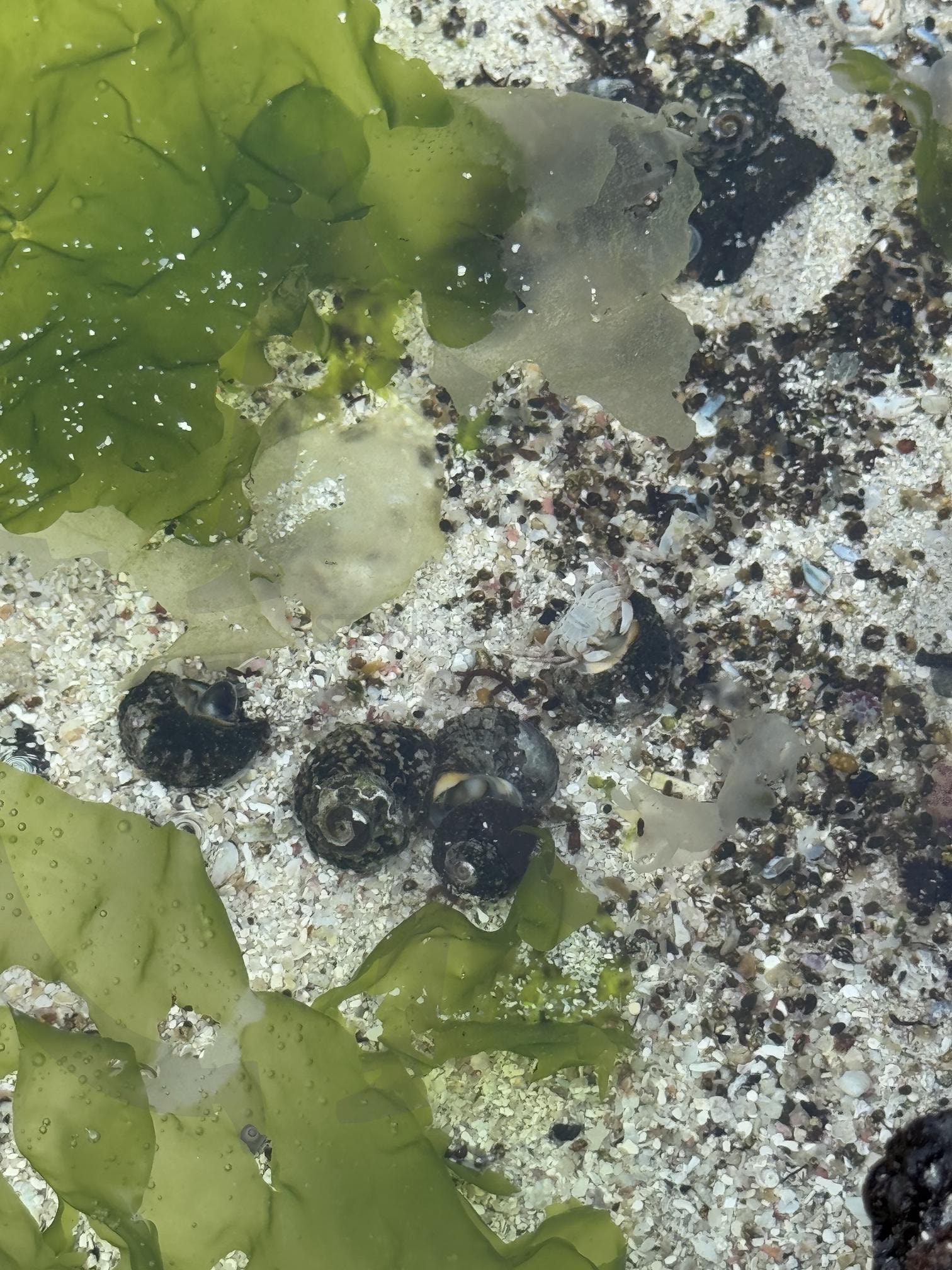 바다의 숨결, 아주 가까운 여름 | 해수욕장, 미역, 소라게, 협재, 제주도, 바닷가, 여름바다, 해조류, 조개껍데기, 자연디테일, 얕은물, 감성사진, 바다감성, 물속풍경, 해변, 여름색감, 모래, 자연텍스처, 힐링사진, 자연사진, 초록바다, 물결, 파도잔상, 감성자연, 여백 | 스탠바이 STANDBUY 디지털 콘텐츠