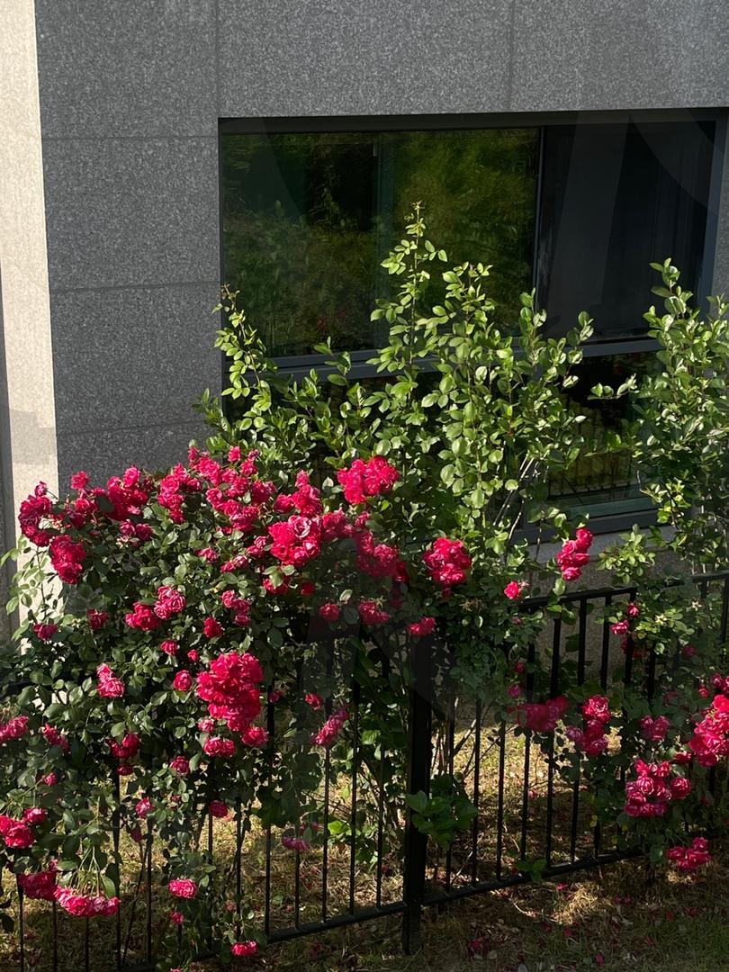 Garden in front of my house | korea, house, garden, summer, pretty | 스탠바이 STANDBUY 디지털 콘텐츠