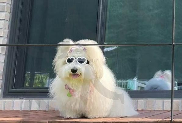 자연광 아래 털복숭이 천사 | 자연광 (自然光 / natural light), 실내 반려견 (室内宠物狗 / indoor dog), 흰색 털 (白色毛发 / white fur), 카메라 응시 (看镜头 / staring at camera), 모닝 분위기 (早晨氛围 / morning vibe), 아기 같은 얼굴 (婴儿脸 / baby face), 복슬복슬 (蓬松可爱 / fluffy and cute), 거실 분위기 (客厅氛围 / cozy living room), 꼬동 드 튤레아 (古董杜雷亚犬 / Coton de Tuléar) | 스탠바이 STANDBUY 디지털 콘텐츠