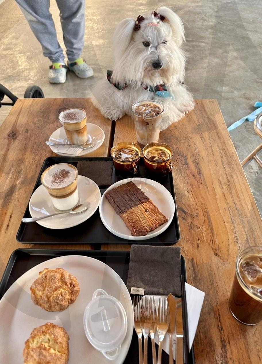 커피 향 따라 나온 카페 데이트 | 강아지와 카페 (狗狗在咖啡馆 / dog in, ), 브런치 타임 (早午餐时光 / brunch time), 나들이 스타일 (出游造型 / outing style), 테이블 위 눈맞춤 (桌上眼神交流 / table gaze), 커피와 디저트 (咖啡与甜点 / coffee and dessert), 귀염 폭발 (萌爆 / exploding cuteness), 일상 속 힐링 (日常疗愈 / everyday healing), 강아지 외출 (狗狗外出 / dog outing), 꼬동 드 튤레아 (古董杜雷亚犬 / Coton de Tuléar) | 스탠바이 STANDBUY 디지털 콘텐츠
