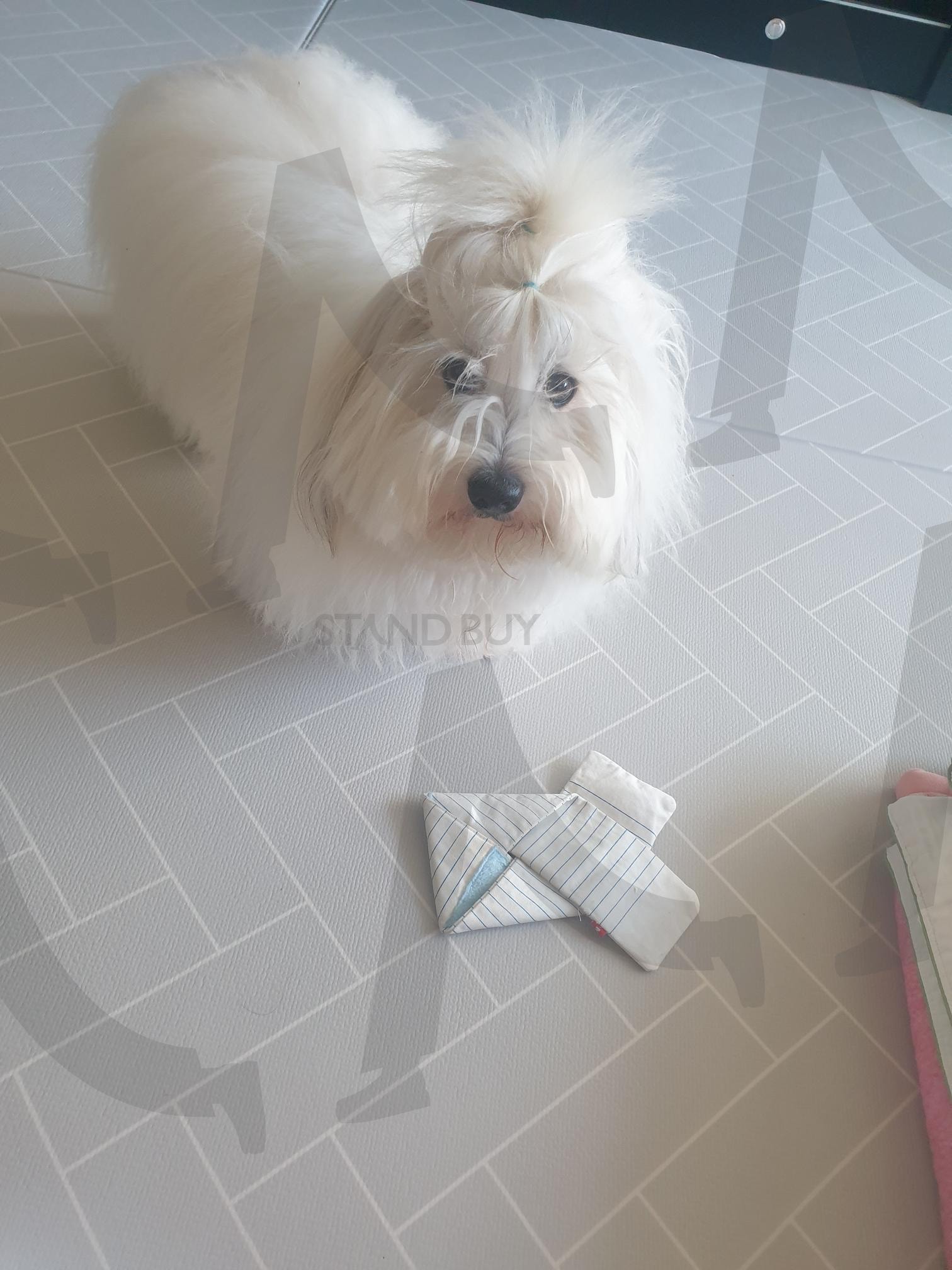 내가 만든 종이옷 어때? | 종이접기 소품 (折纸小物 / origami item), 강아지와 창의력 (狗狗与创意 / creativity & dog), 실내 활동 (室内活动 / indoor activity), 아지 응시 (狗狗凝视 / intense stare), 애착 물건 (心爱的东西 / favorite object), 감성 분위기 (感性气氛 / emotional mood), 부드러운 카리스마 (柔软的气场 / soft charisma), 공간 연출 (空间布置 / home staging), 꼬동 드 튤레아 (古董杜雷亚犬 / Co, on de Tuléar) | 스탠바이 STANDBUY 디지털 콘텐츠